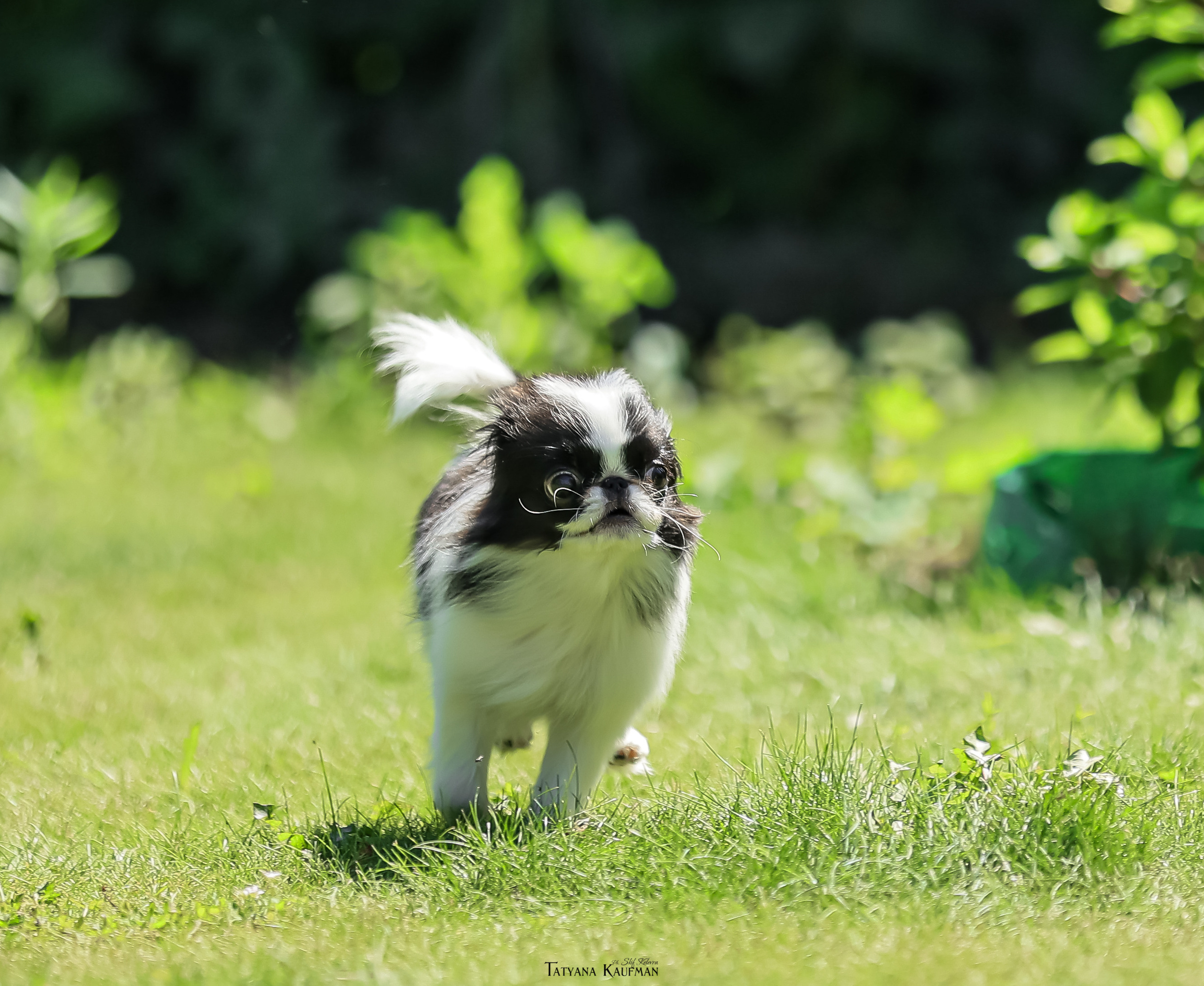 Японский хин, фотография японский хин, собака в цветах, красивая собака, фотограф анималист, фотокурс Анималистика, научиться фотографировать собак, фотограф Новосибирск