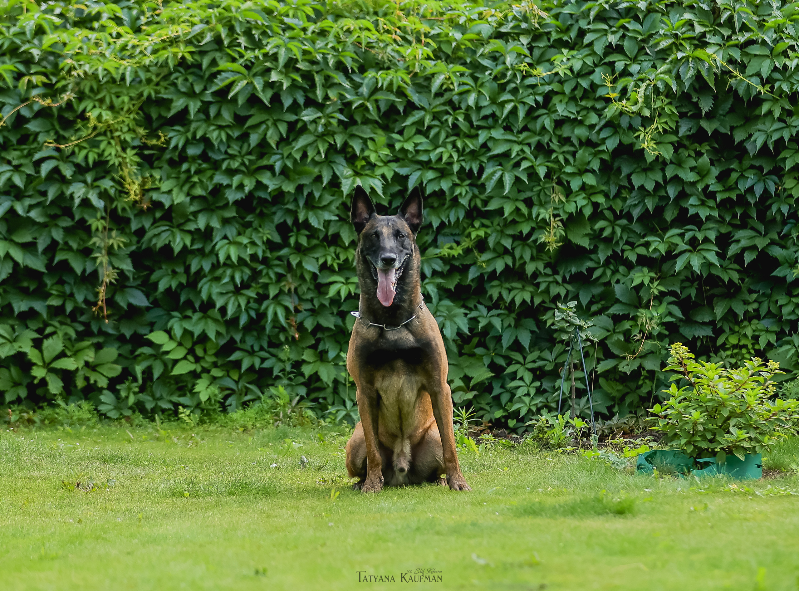 Фотосессия Малинуа. Фотограф Анималист из Новосибирска Татьяна Кауфман