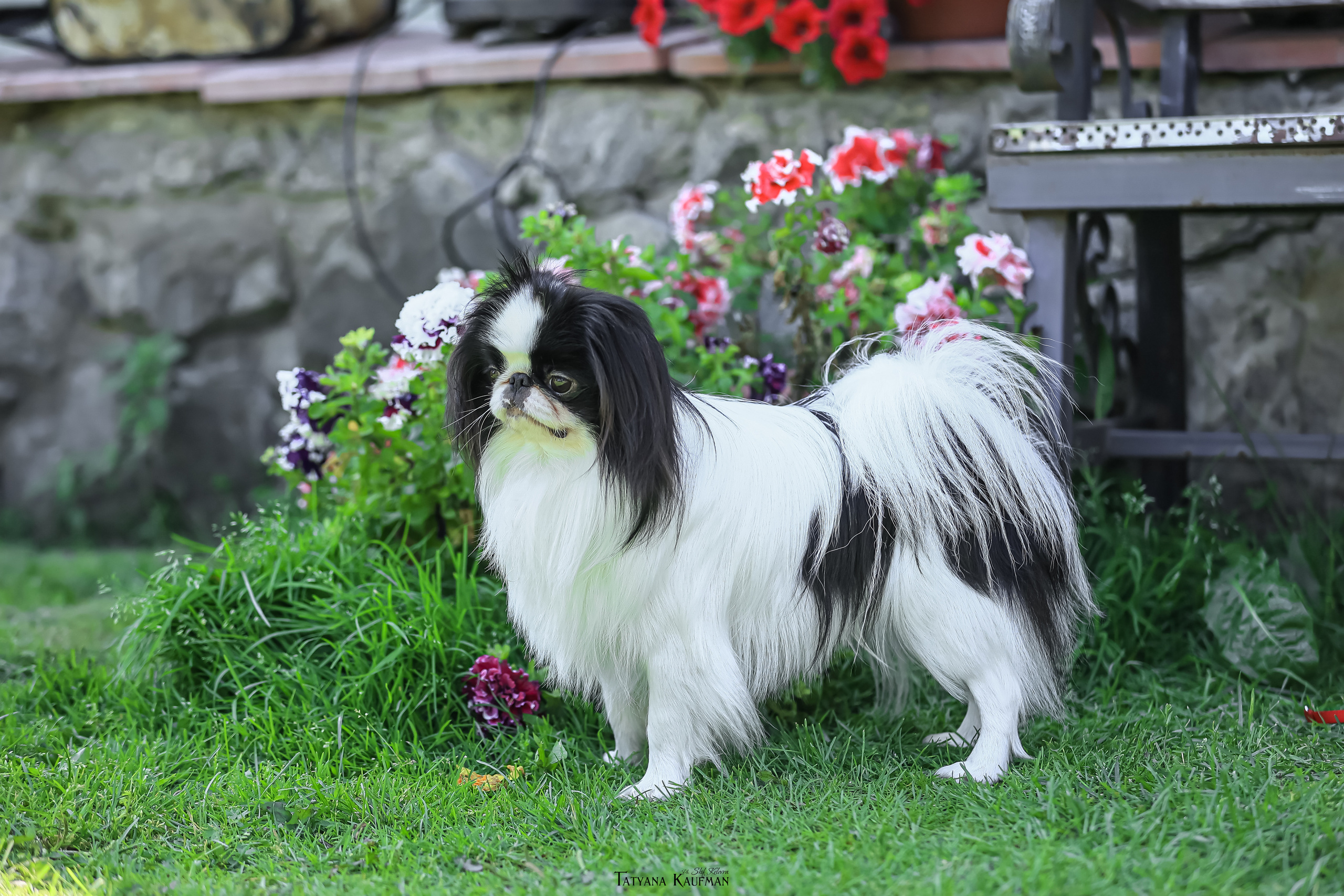 Японский хин, фотография японский хин, собака в цветах, красивая собака, фотограф анималист, фотокурс Анималистика, научиться фотографировать собак, фотограф Новосибирск