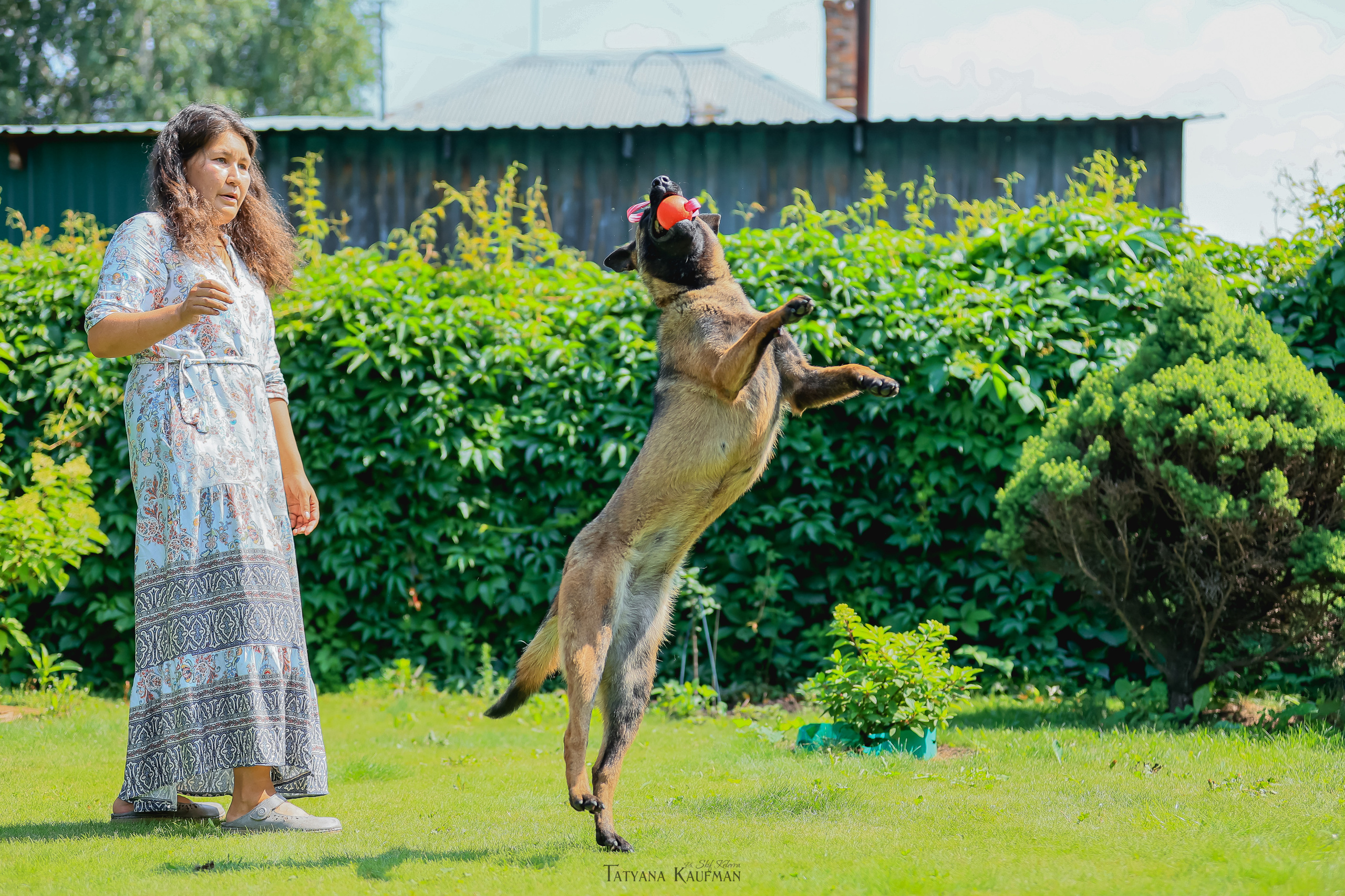 Фотосессия Малинуа. Фотограф Анималист из Новосибирска Татьяна Кауфман