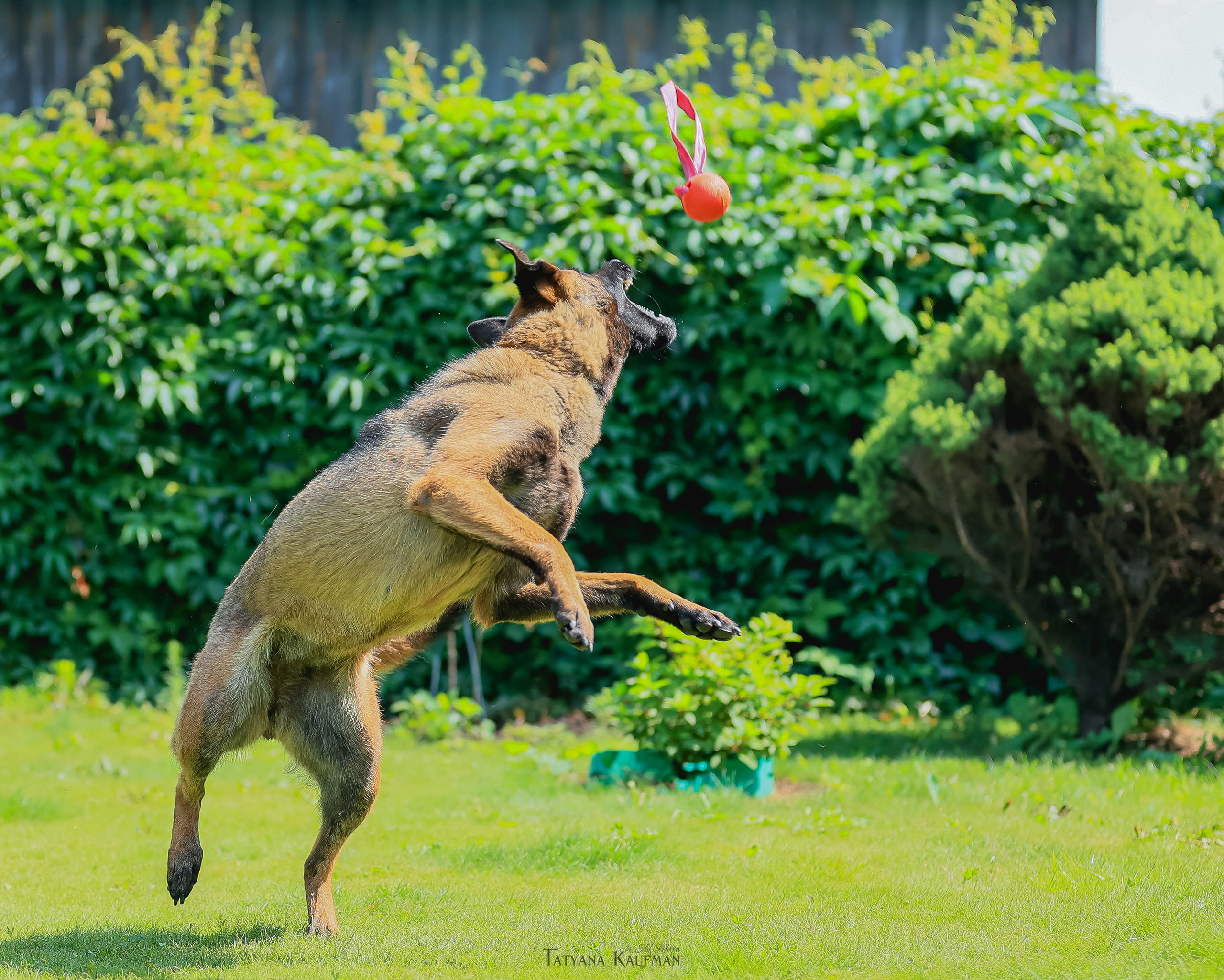 Фотосессия Малинуа. Фотограф Анималист из Новосибирска Татьяна Кауфман