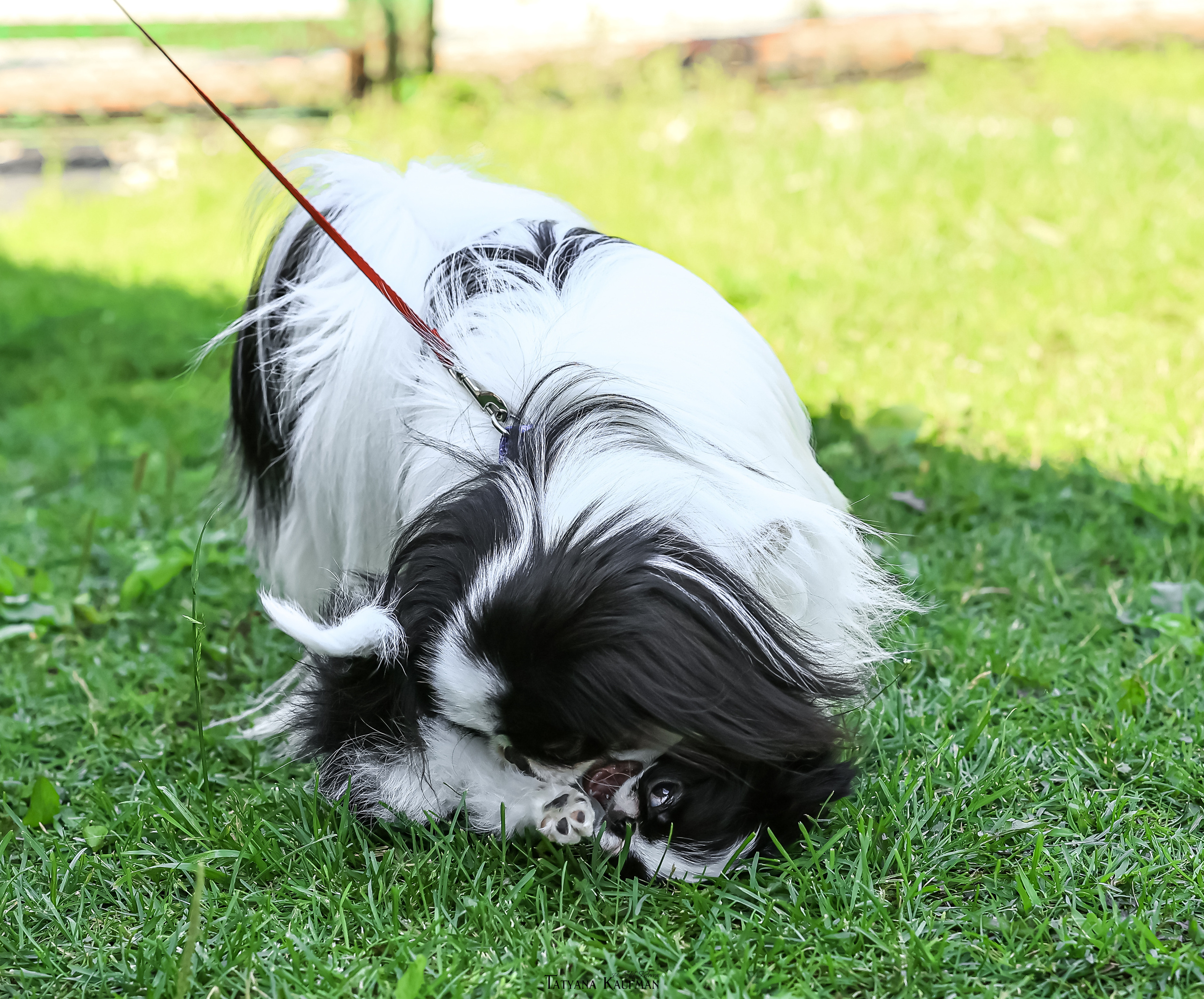 Японский хин, фотография японский хин, собака в цветах, красивая собака, фотограф анималист, фотокурс Анималистика, научиться фотографировать собак, фотограф Новосибирск