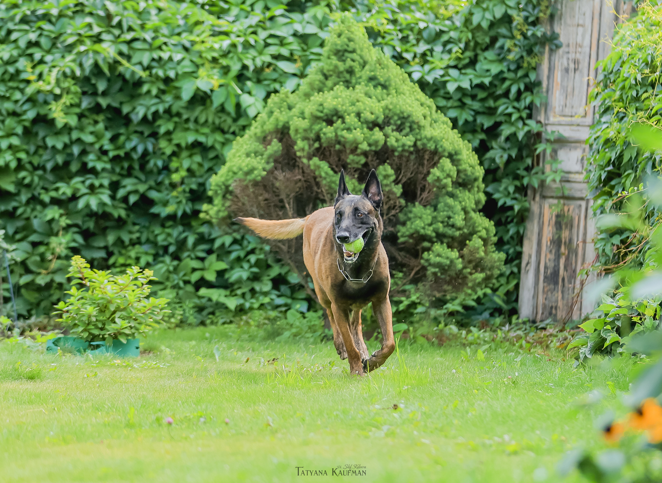 Фотосессия Малинуа. Фотограф Анималист из Новосибирска Татьяна Кауфман