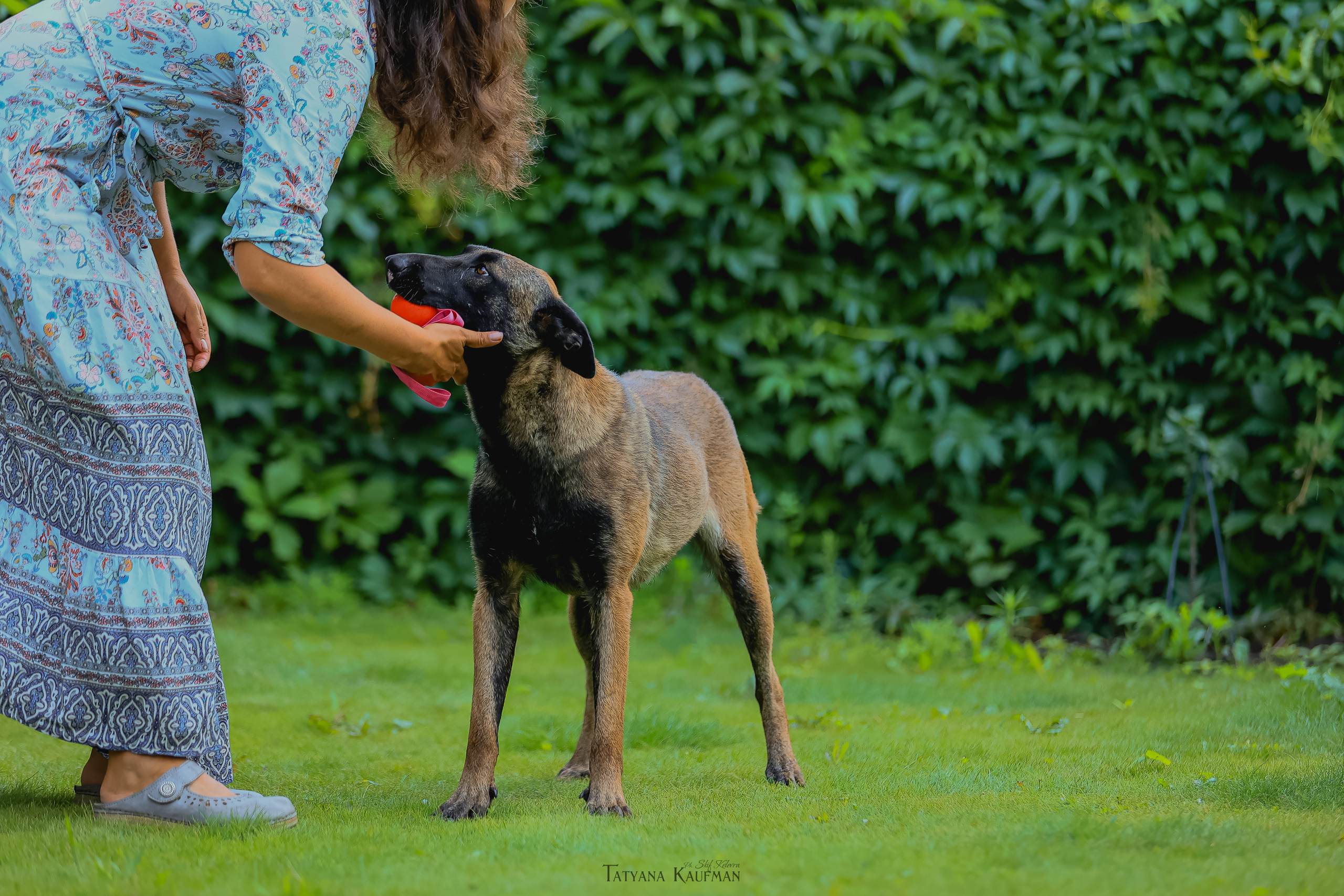 Фотосессия Малинуа. Фотограф Анималист из Новосибирска Татьяна Кауфман