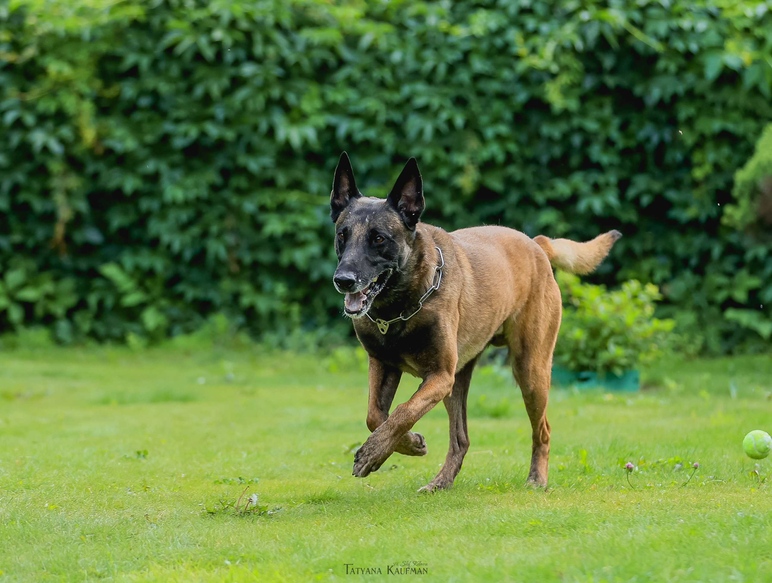 Фотосессия Малинуа. Фотограф Анималист из Новосибирска Татьяна Кауфман