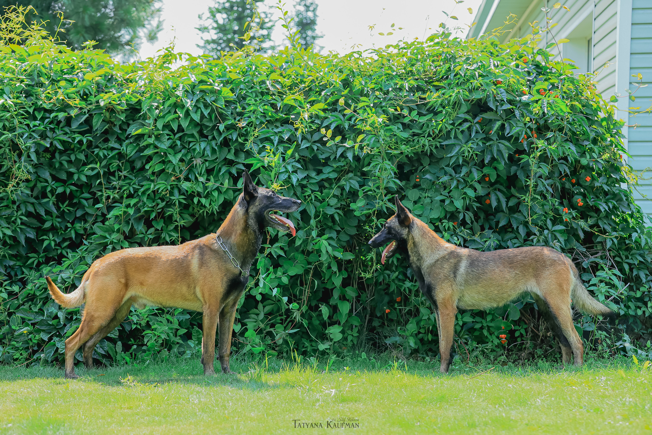 Фотосессия Малинуа. Фотограф Анималист из Новосибирска Татьяна Кауфман