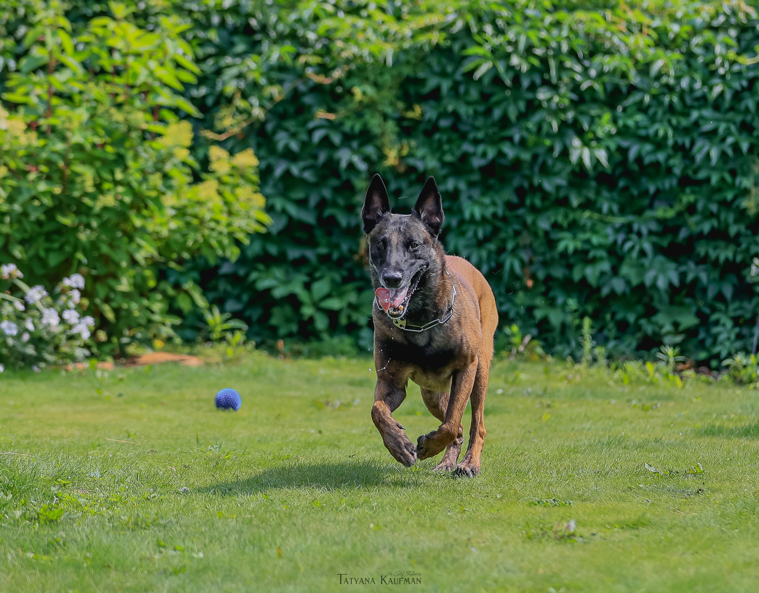 Фотосессия Малинуа. Фотограф Анималист из Новосибирска Татьяна Кауфман