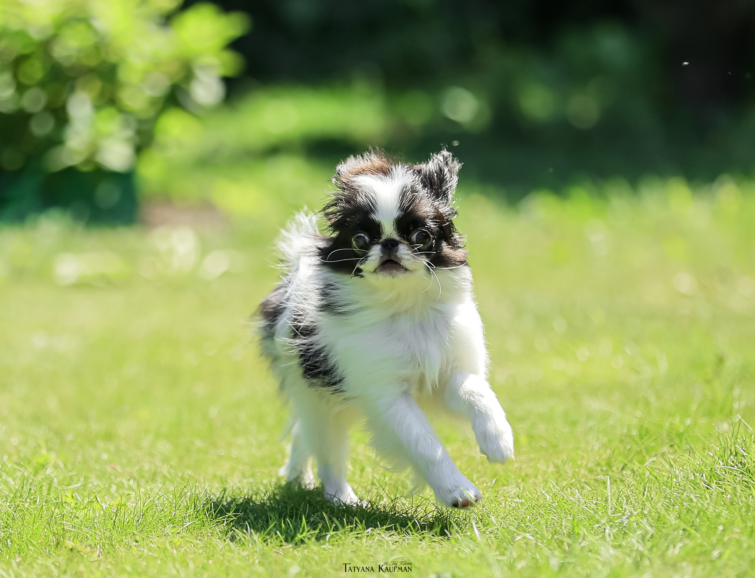 Японский хин, фотография японский хин, собака в цветах, красивая собака, фотограф анималист, фотокурс Анималистика, научиться фотографировать собак, фотограф Новосибирск