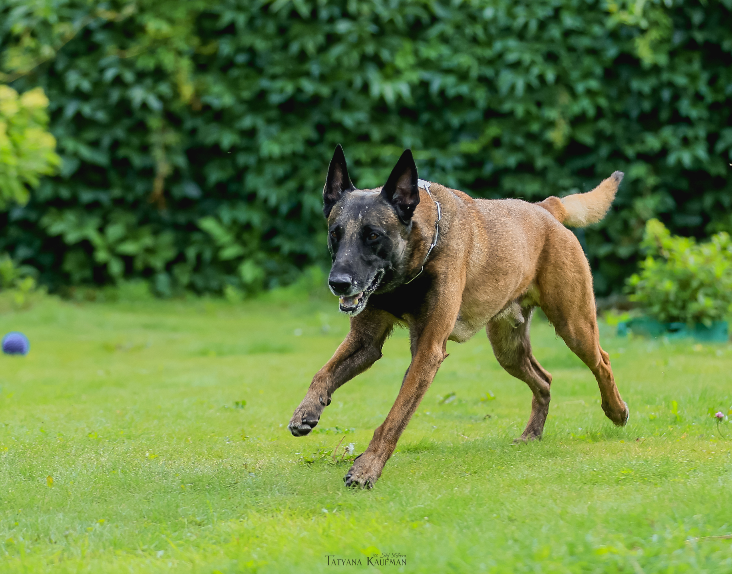 Фотосессия Малинуа. Фотограф Анималист из Новосибирска Татьяна Кауфман