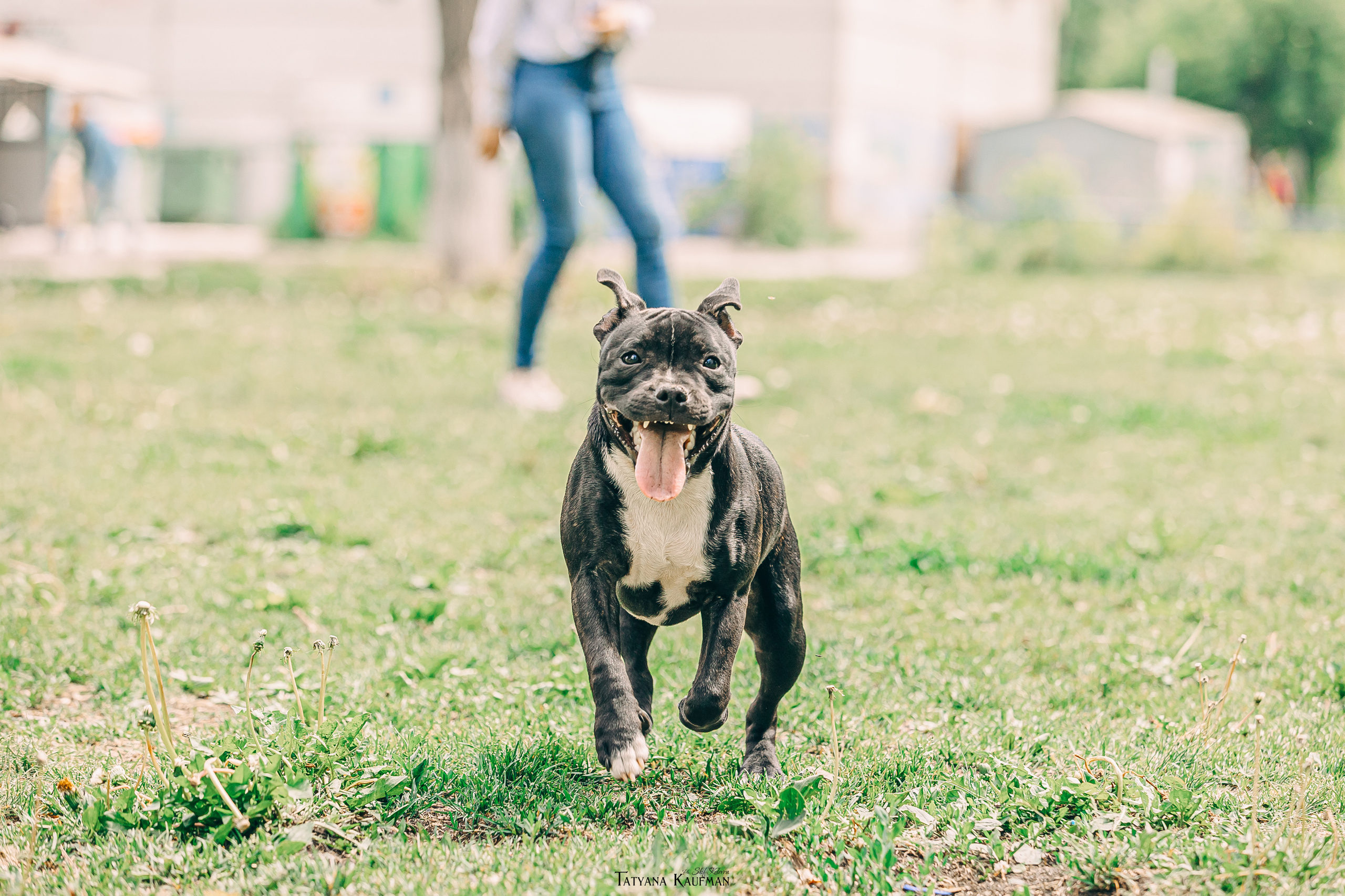 Фотосъемка стаффи. Фотограф Анималист из Новосибирска Татьяна Кауфман
