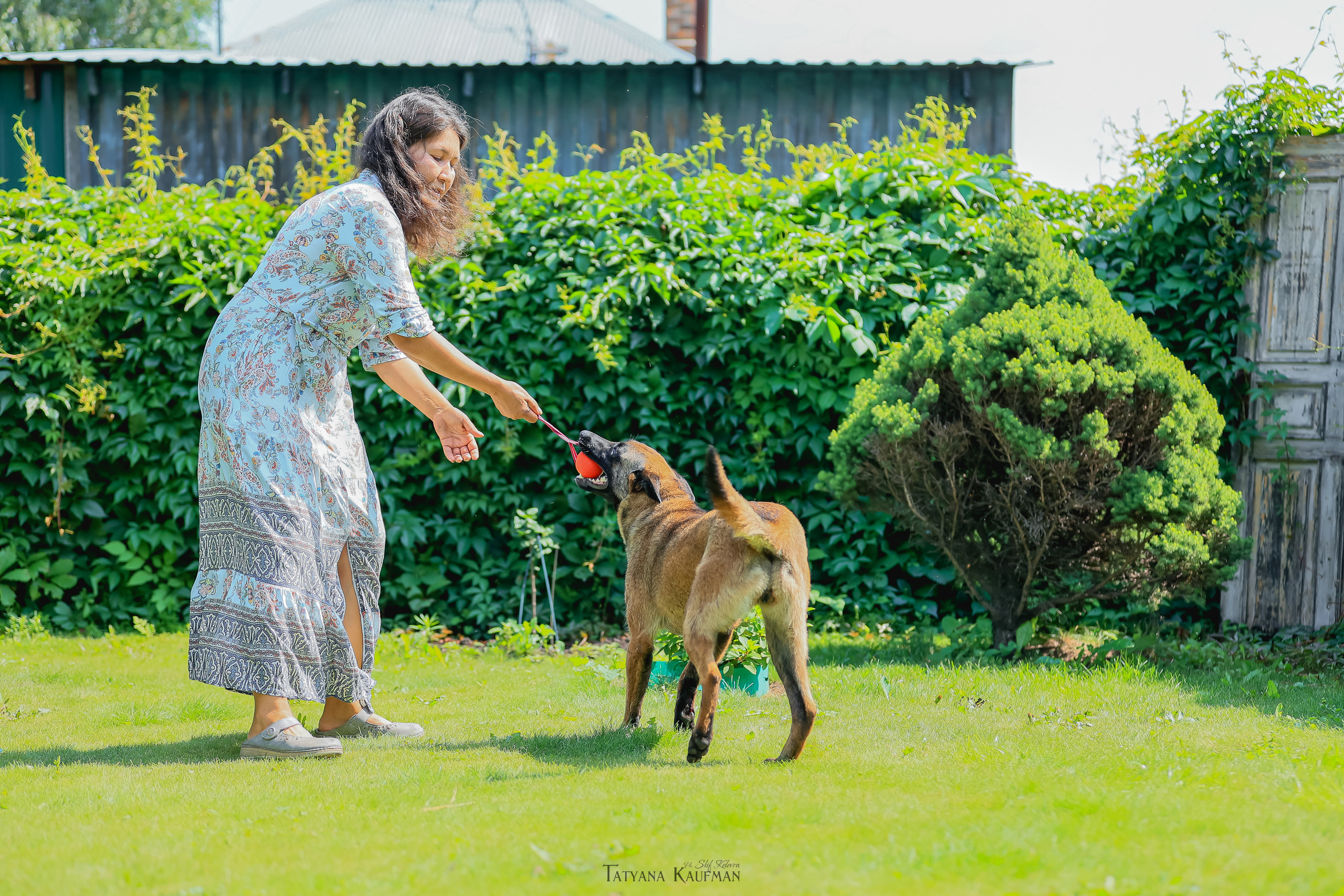 Фотосессия Малинуа. Фотограф Анималист из Новосибирска Татьяна Кауфман