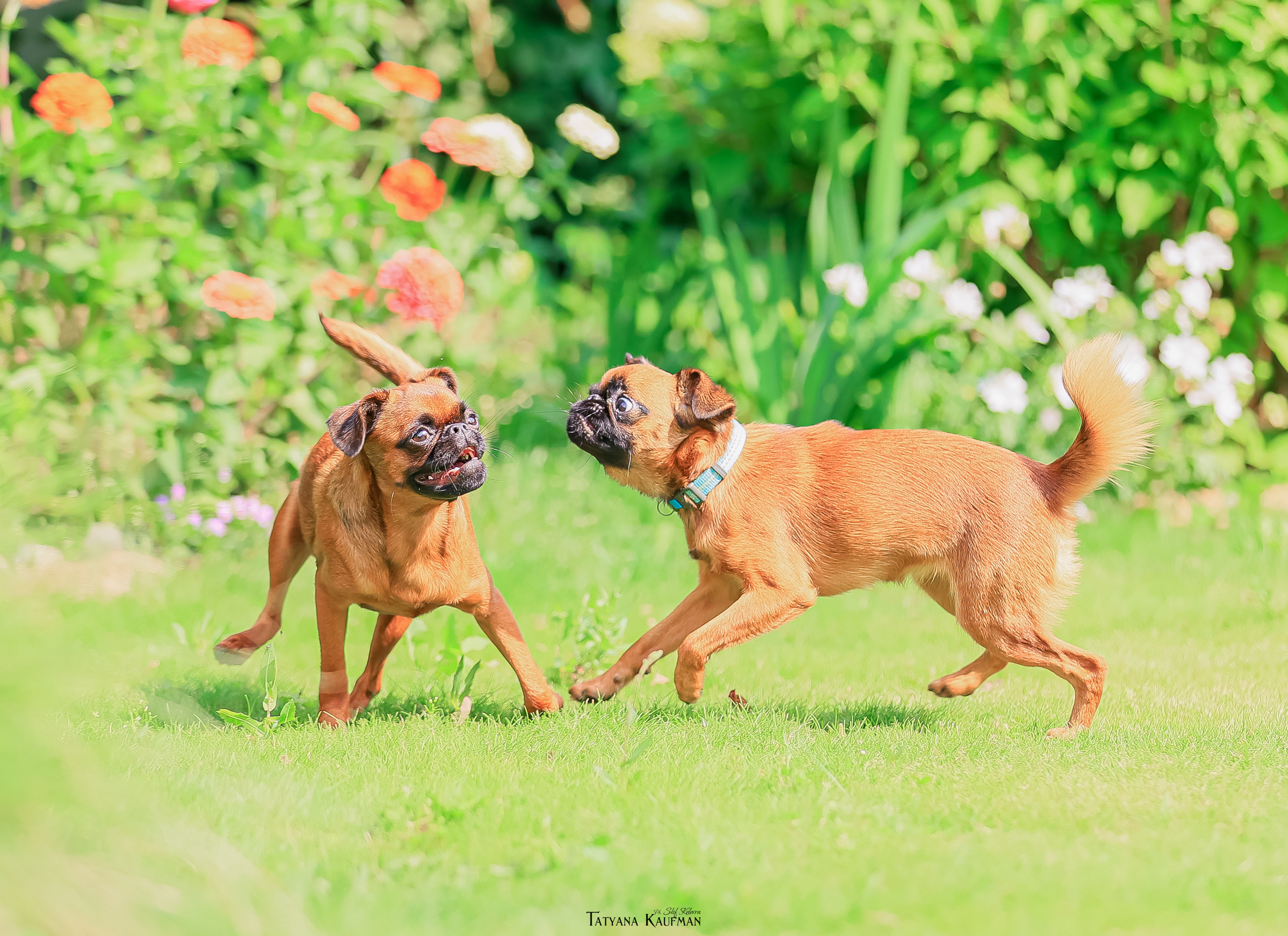 Малый брабансон, фотография брабансон, красивая собака, фотограф анималист, фотокурс Анималистика, научиться фотографировать собак, фотограф Новосибирск
