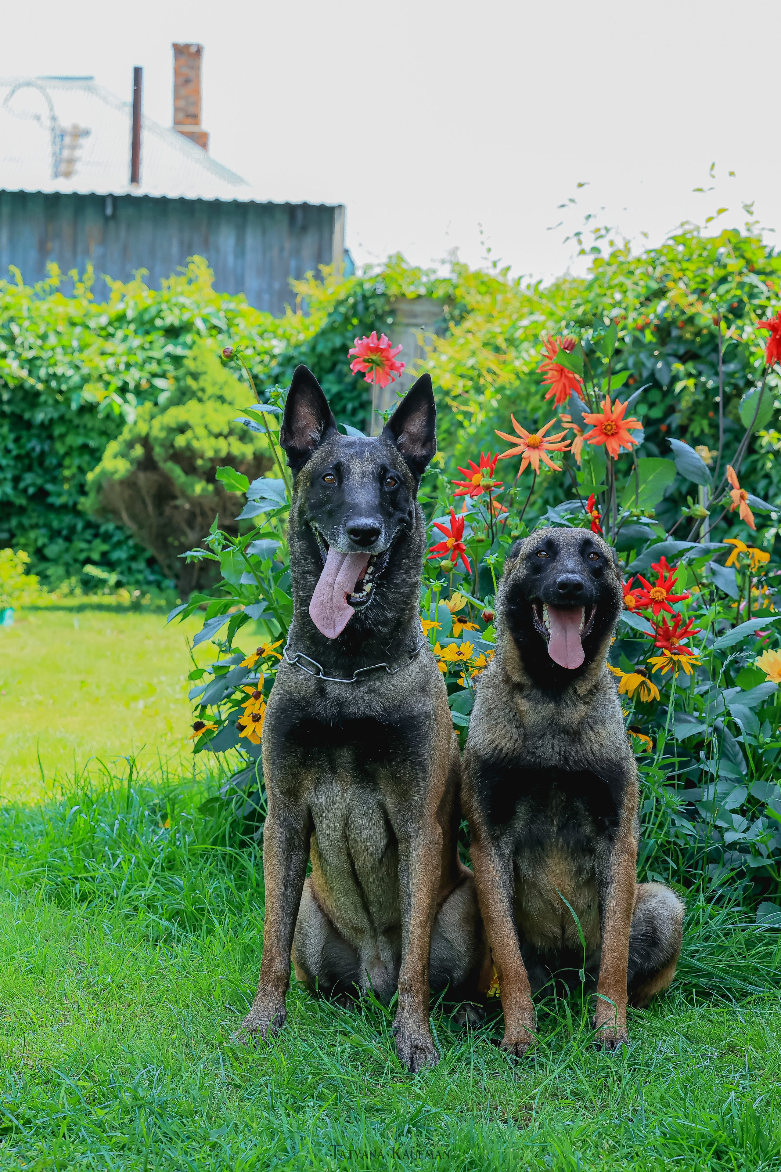 Фотосессия Малинуа. Фотограф Анималист из Новосибирска Татьяна Кауфман