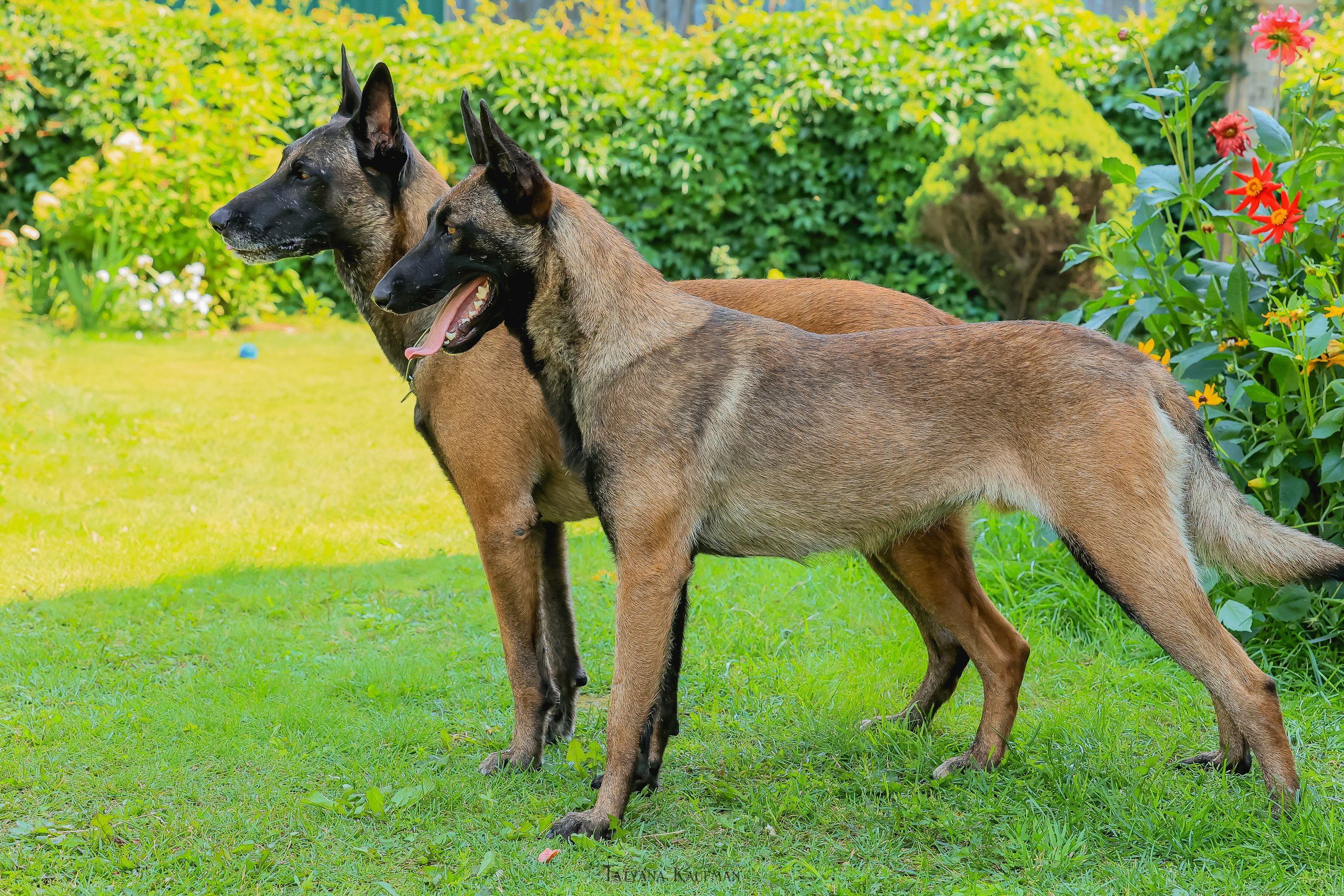 Фотосессия Малинуа. Фотограф Анималист из Новосибирска Татьяна Кауфман
