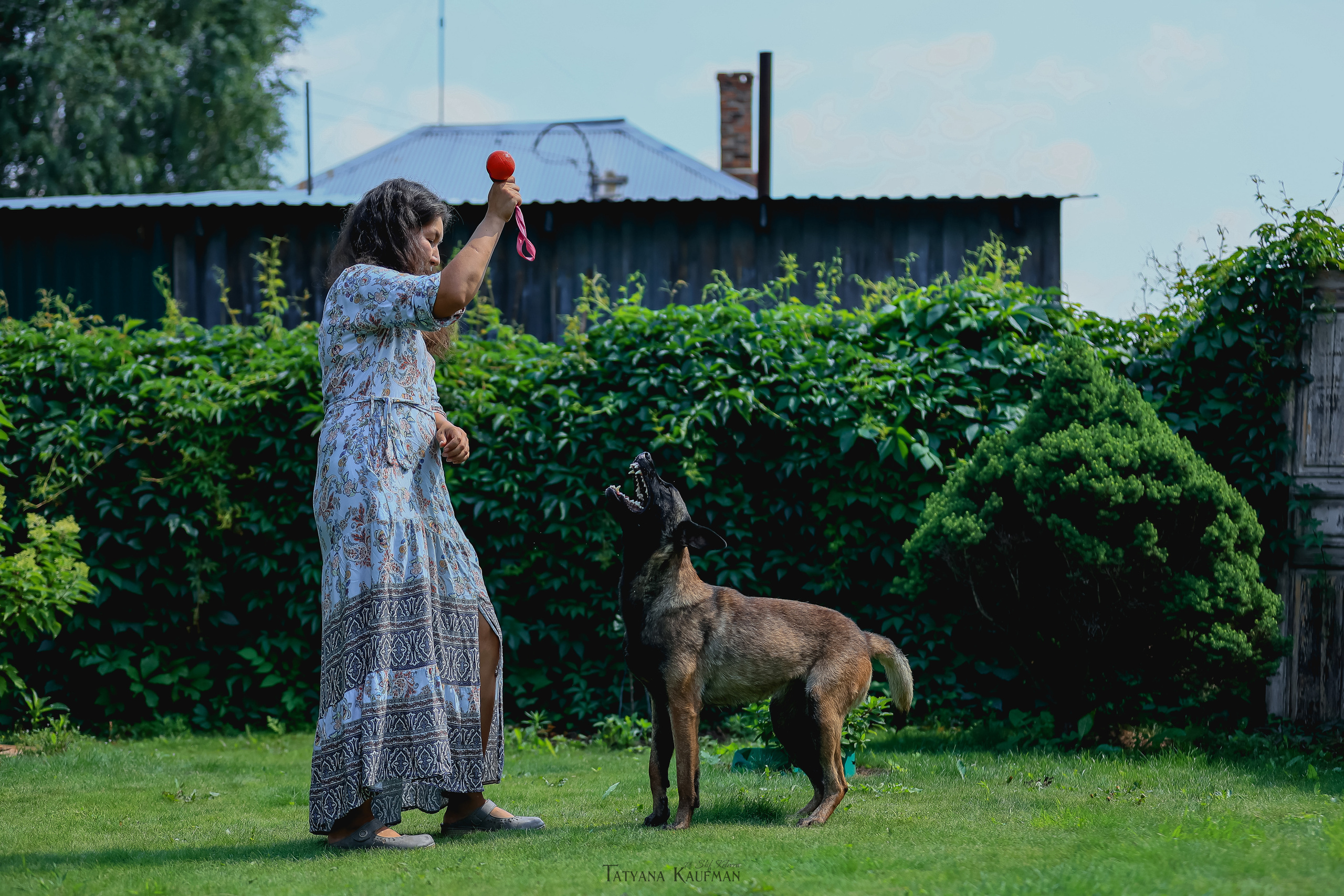 Фотосессия Малинуа. Фотограф Анималист из Новосибирска Татьяна Кауфман