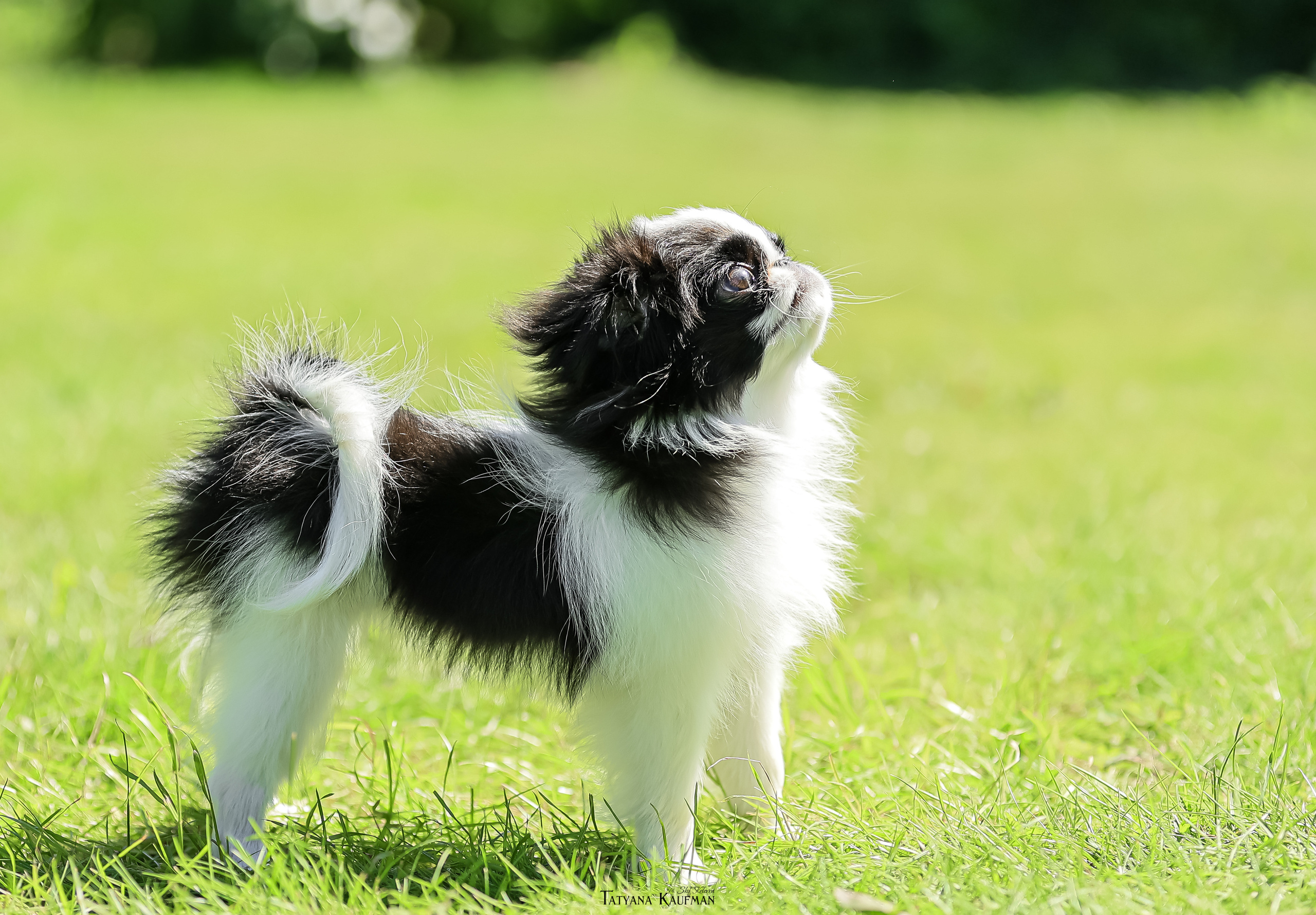 Японский хин, фотография японский хин, собака в цветах, красивая собака, фотограф анималист, фотокурс Анималистика, научиться фотографировать собак, фотограф Новосибирск
