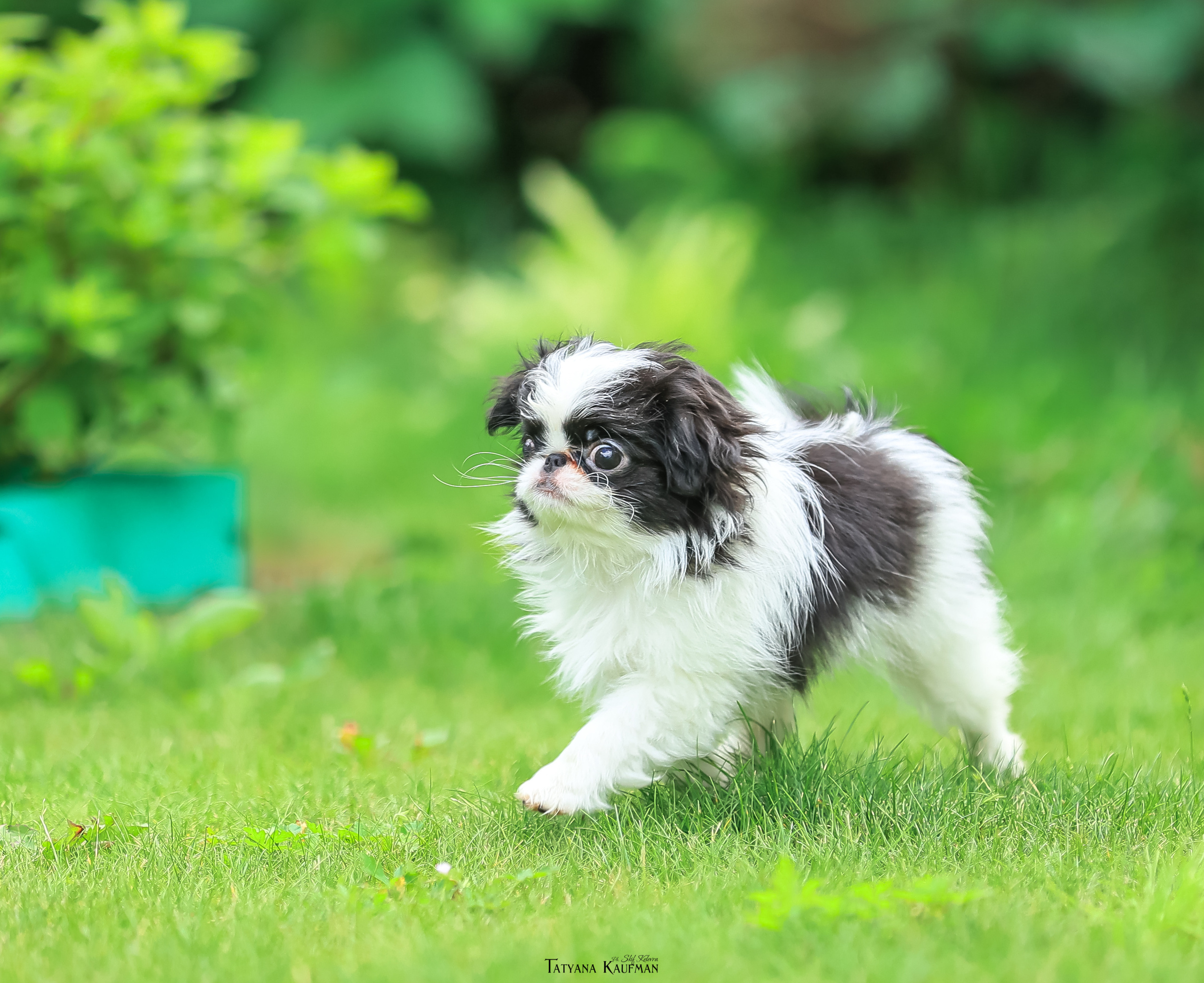 Фотосъемка японских хинов. Фотограф Анималист из Новосибирска Татьяна Кауфман