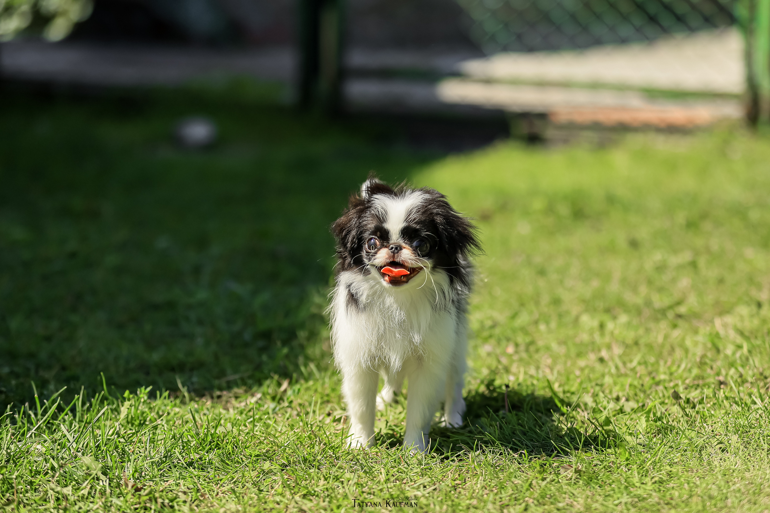 Японский хин, фотография японский хин, собака в цветах, красивая собака, фотограф анималист, фотокурс Анималистика, научиться фотографировать собак, фотограф Новосибирск
