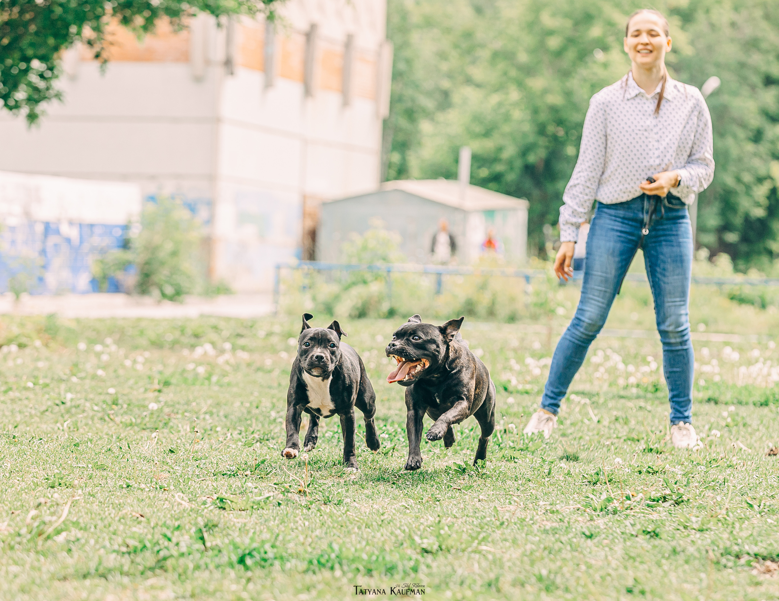 Фотосъемка стаффи. Фотограф Анималист из Новосибирска Татьяна Кауфман
