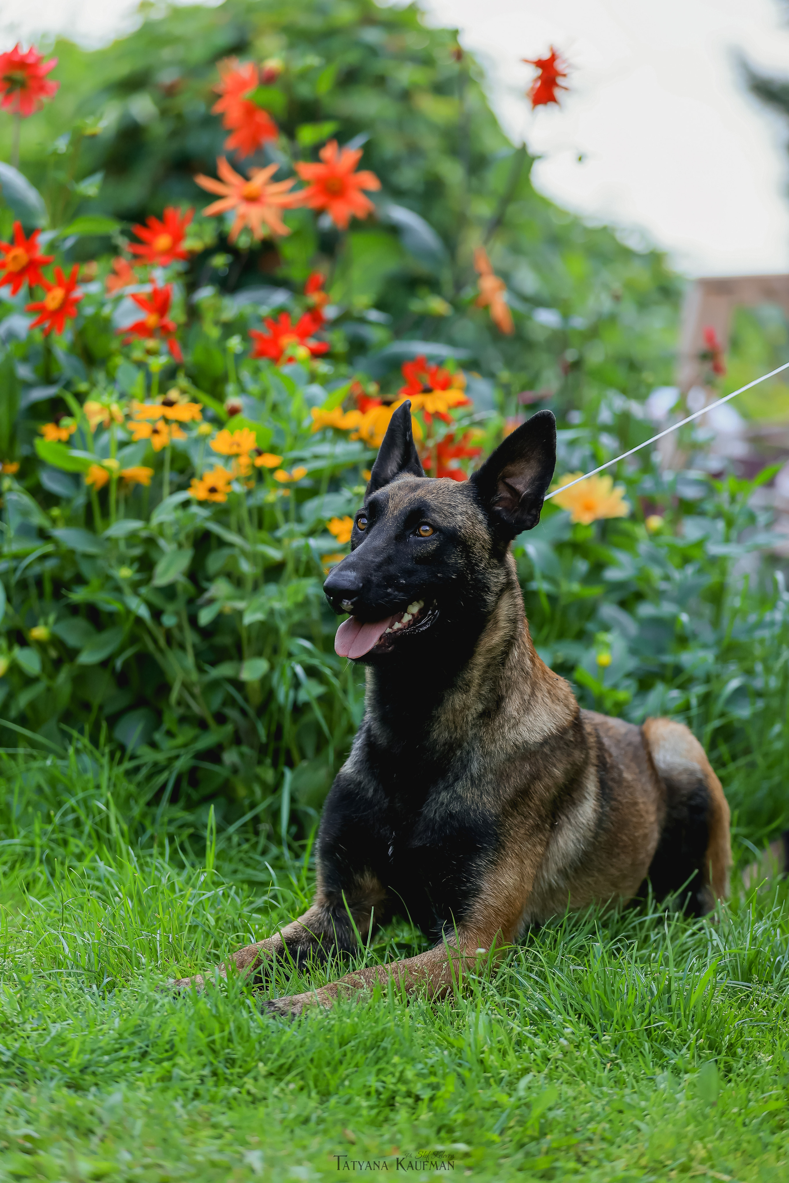 Фотосессия Малинуа. Фотограф Анималист из Новосибирска Татьяна Кауфман