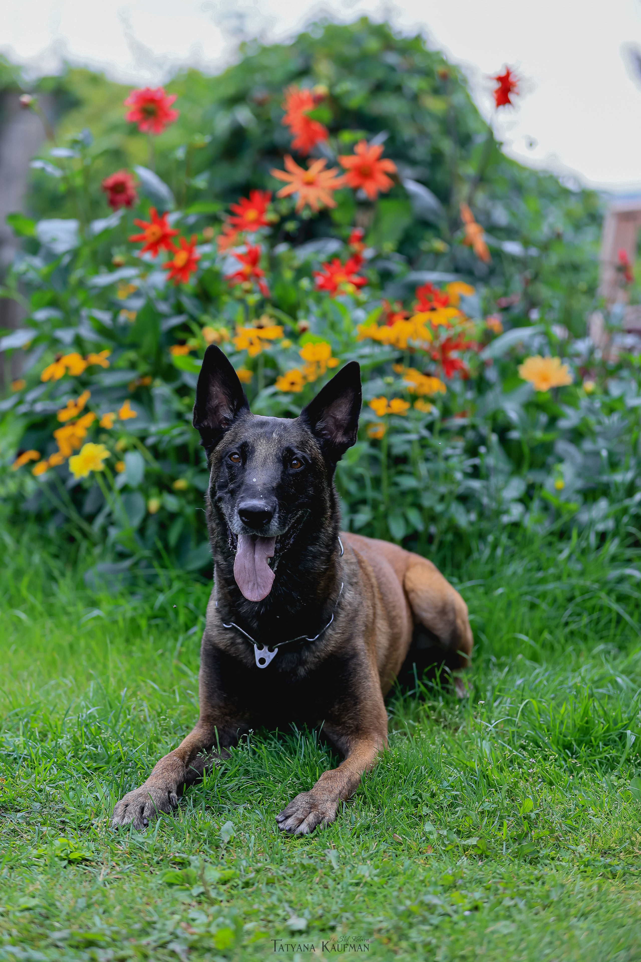 Фотосессия Малинуа. Фотограф Анималист из Новосибирска Татьяна Кауфман