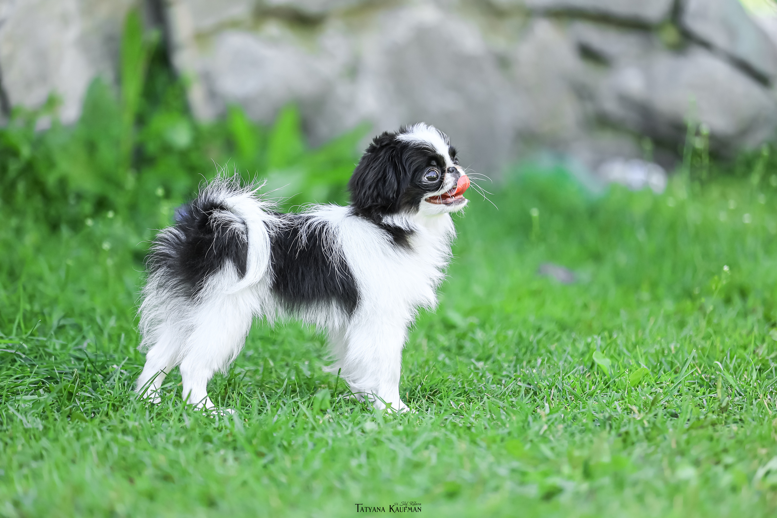 Японский хин, фотография японский хин, собака в цветах, красивая собака, фотограф анималист, фотокурс Анималистика, научиться фотографировать собак, фотограф Новосибирск