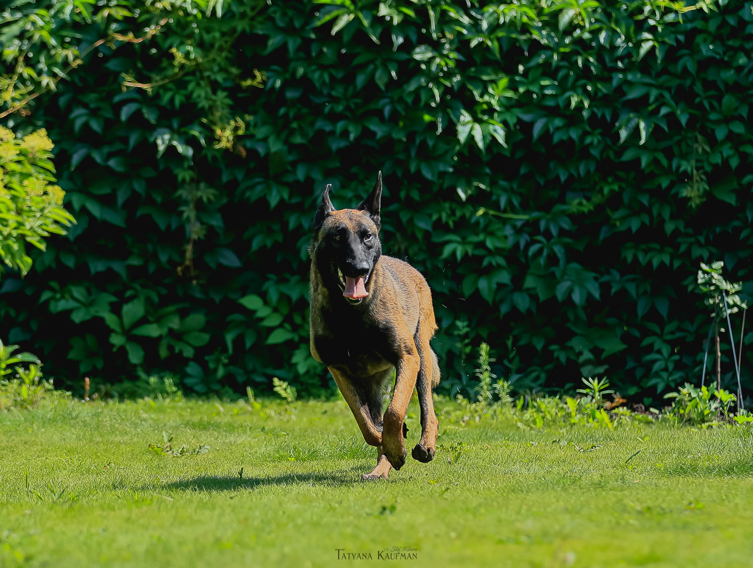 Фотосессия Малинуа. Фотограф Анималист из Новосибирска Татьяна Кауфман