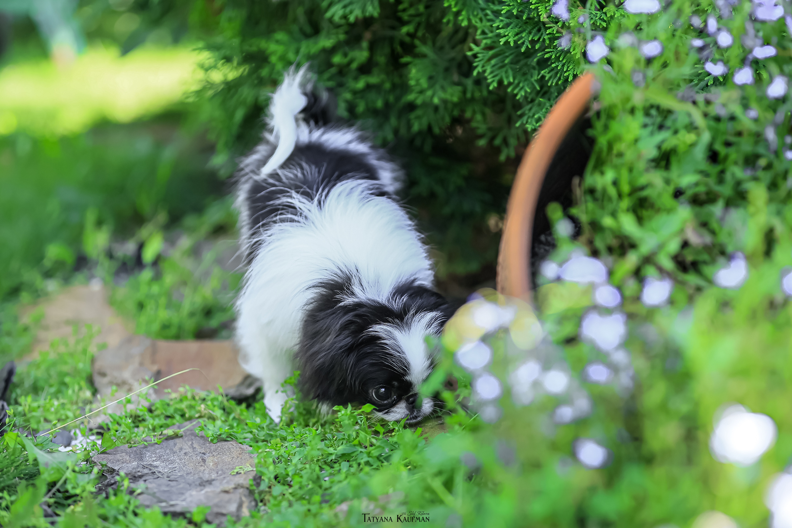 Японский хин, фотография японский хин, собака в цветах, красивая собака, фотограф анималист, фотокурс Анималистика, научиться фотографировать собак, фотограф Новосибирск