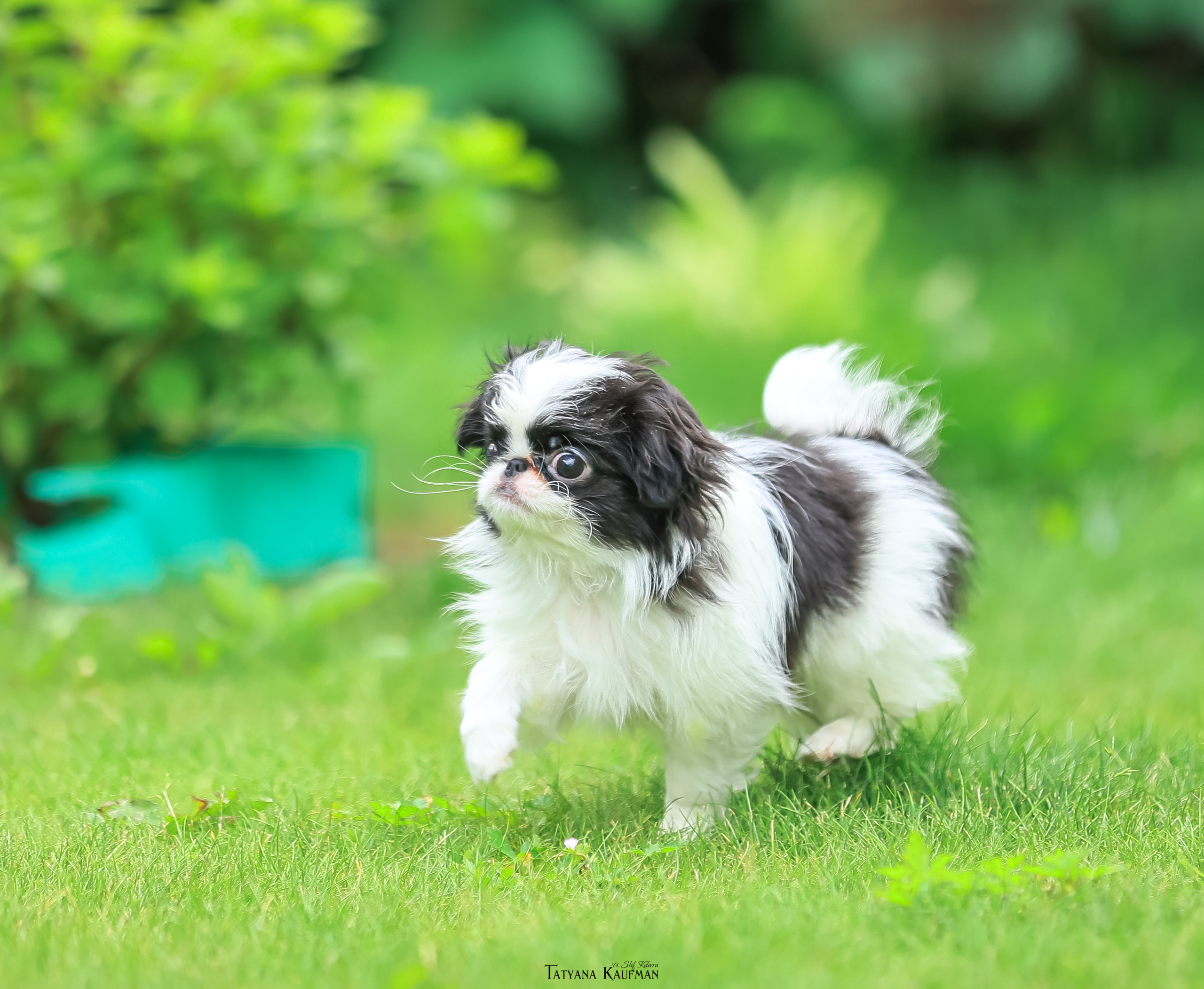 Фотосъемка японских хинов. Фотограф Анималист из Новосибирска Татьяна Кауфман