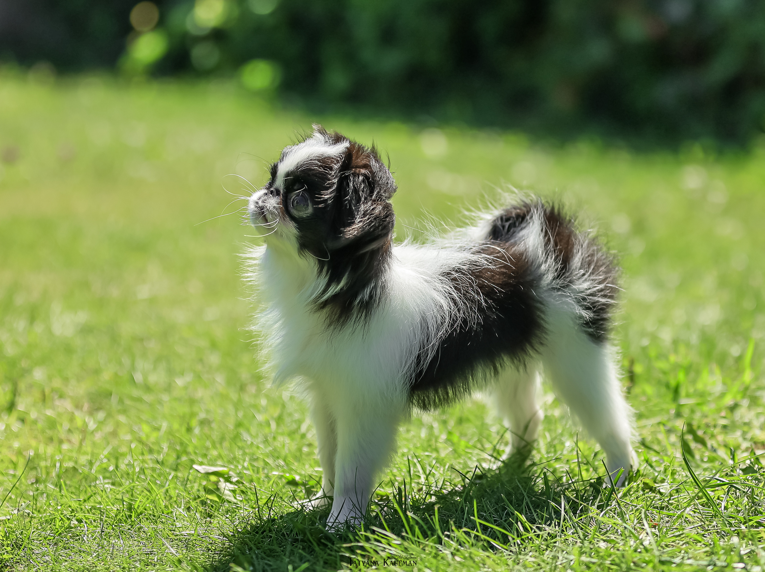 Японский хин, фотография японский хин, собака в цветах, красивая собака, фотограф анималист, фотокурс Анималистика, научиться фотографировать собак, фотограф Новосибирск