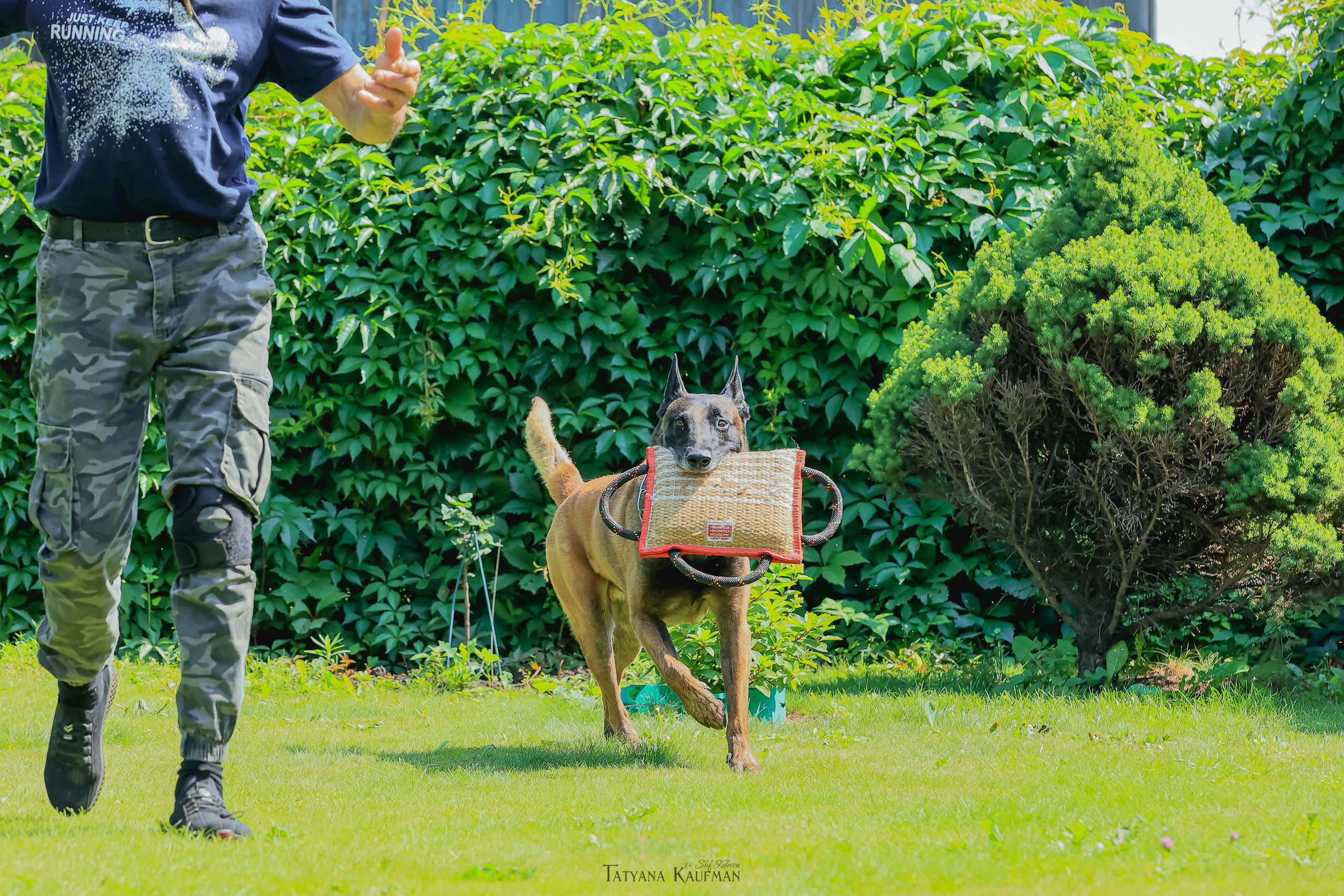 Фотосессия Малинуа. Фотограф Анималист из Новосибирска Татьяна Кауфман