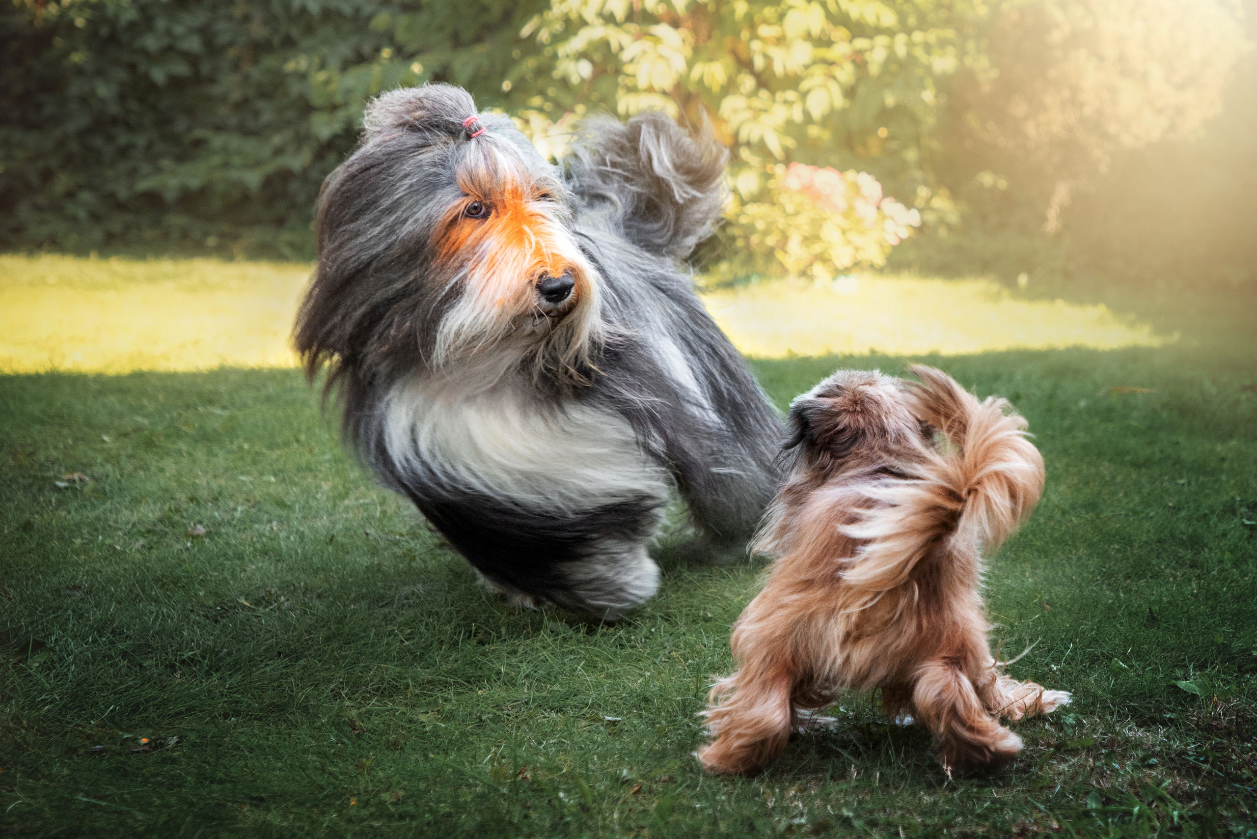 Фотограф Анималист Новосибирск Татьяна Кауфман. Фотографирую собаку. Фотосессия щенков. Фотосессия собак. Заказать съемки. Заказать фотосессию в Новосибирске. Фотосессия Новосибирск. Анималистика. Как фотографировать собак? Как сфотографировать собаку? Как фотографировать собак в движении. Съемка на выставке. Экстерьерная фотосессия