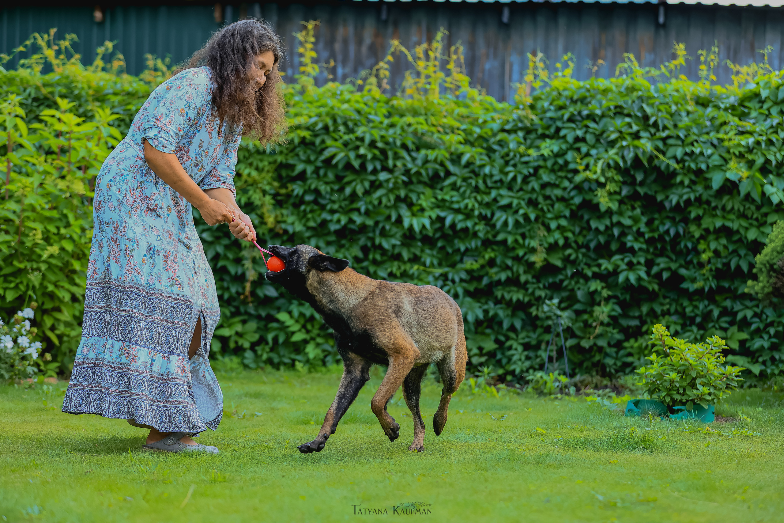 Фотосессия Малинуа. Фотограф Анималист из Новосибирска Татьяна Кауфман