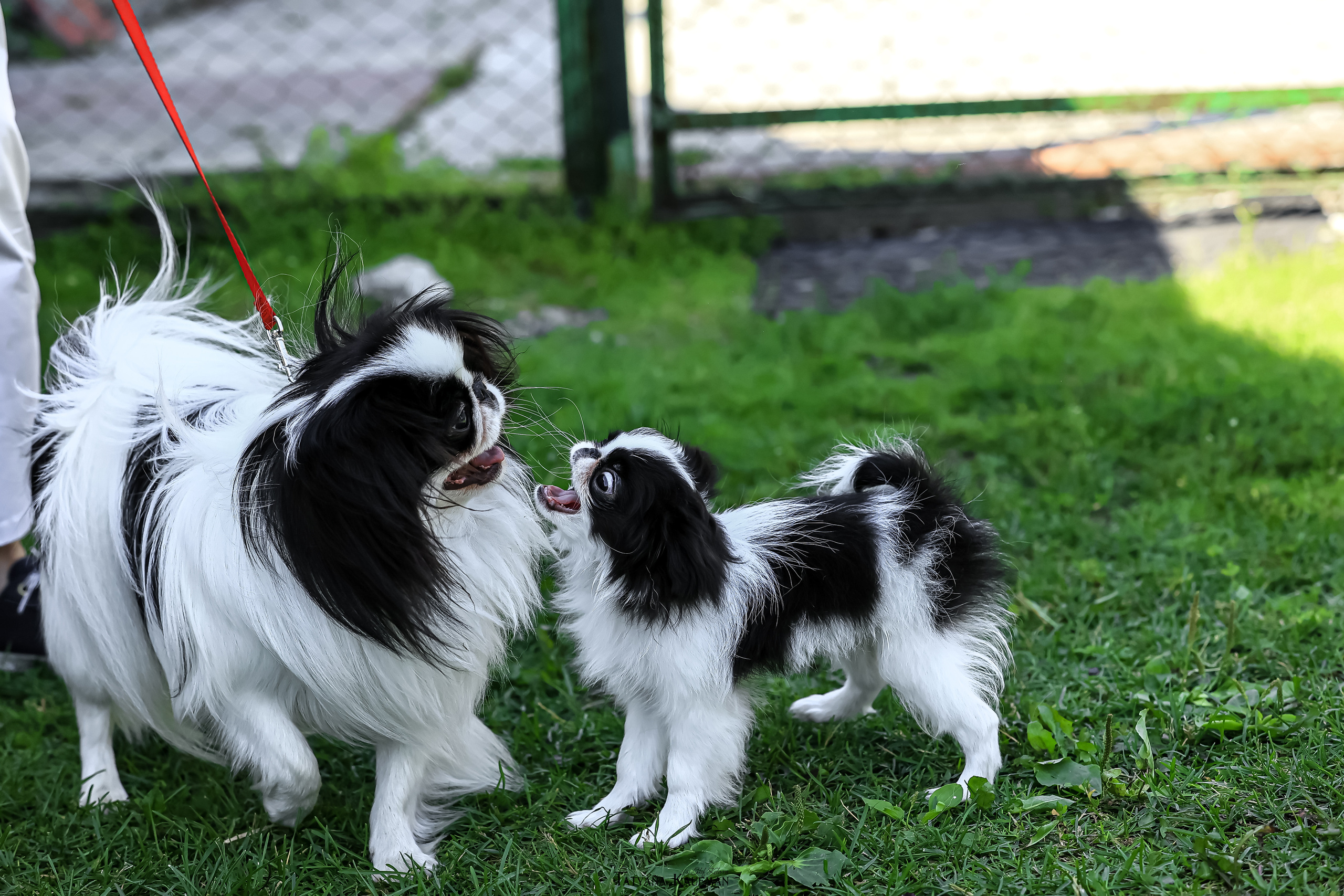 Японский хин, фотография японский хин, собака в цветах, красивая собака, фотограф анималист, фотокурс Анималистика, научиться фотографировать собак, фотограф Новосибирск