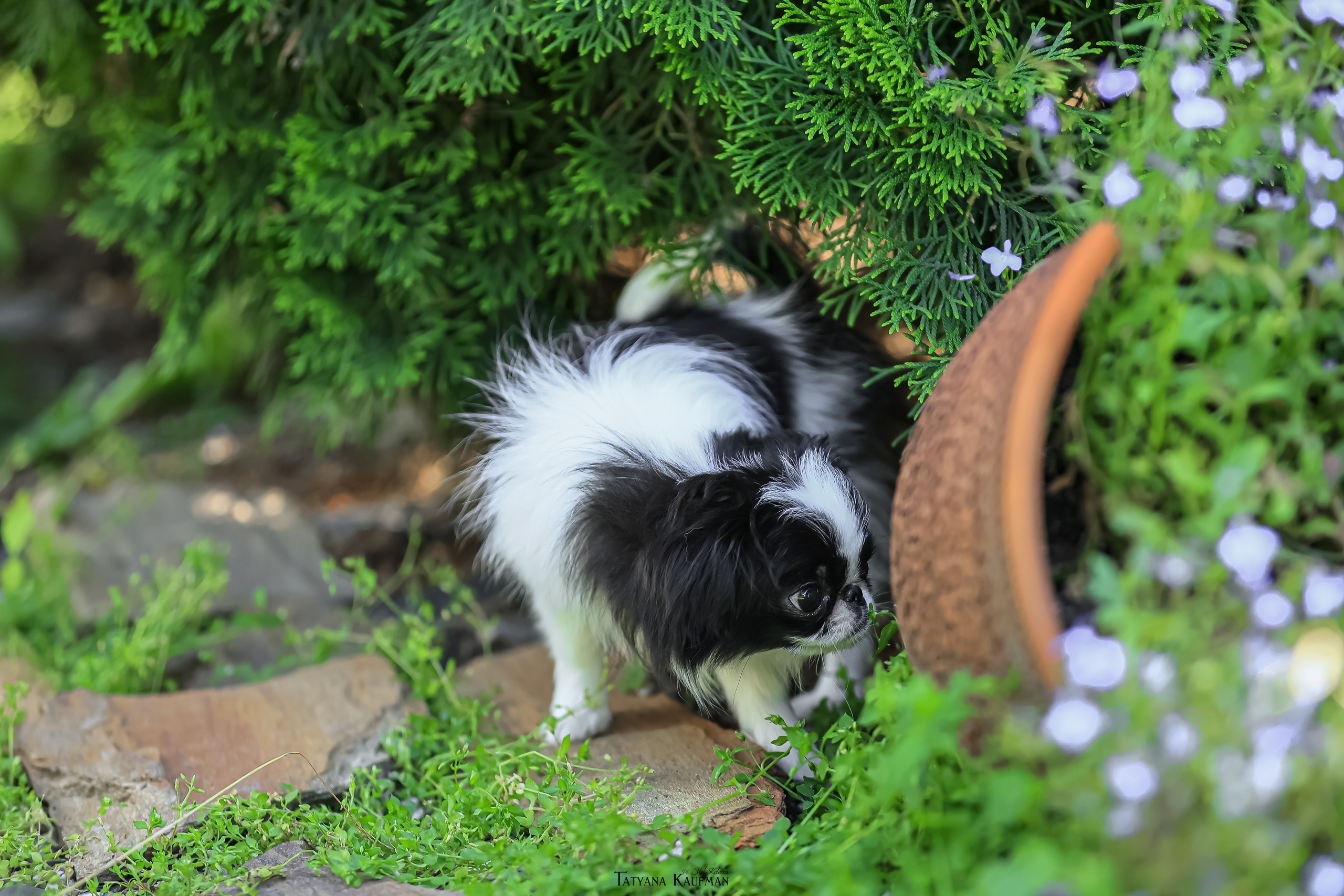 Японский хин, фотография японский хин, собака в цветах, красивая собака, фотограф анималист, фотокурс Анималистика, научиться фотографировать собак, фотограф Новосибирск