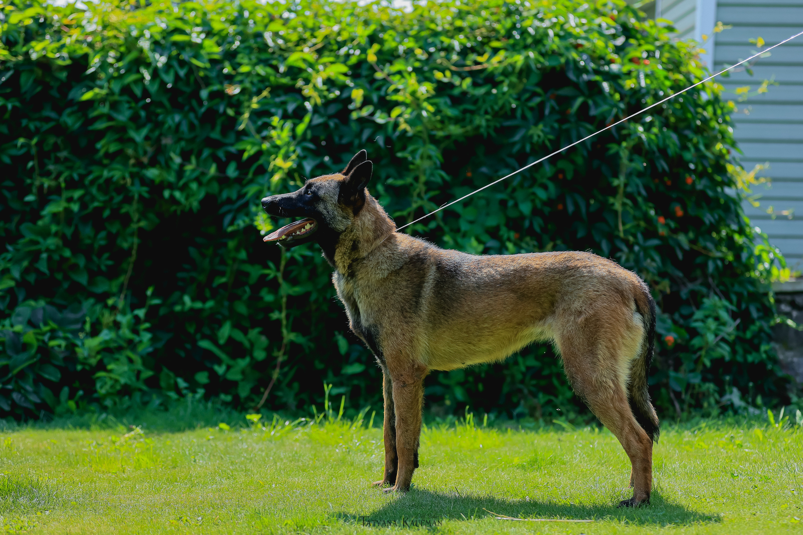 Фотосессия Малинуа. Фотограф Анималист из Новосибирска Татьяна Кауфман