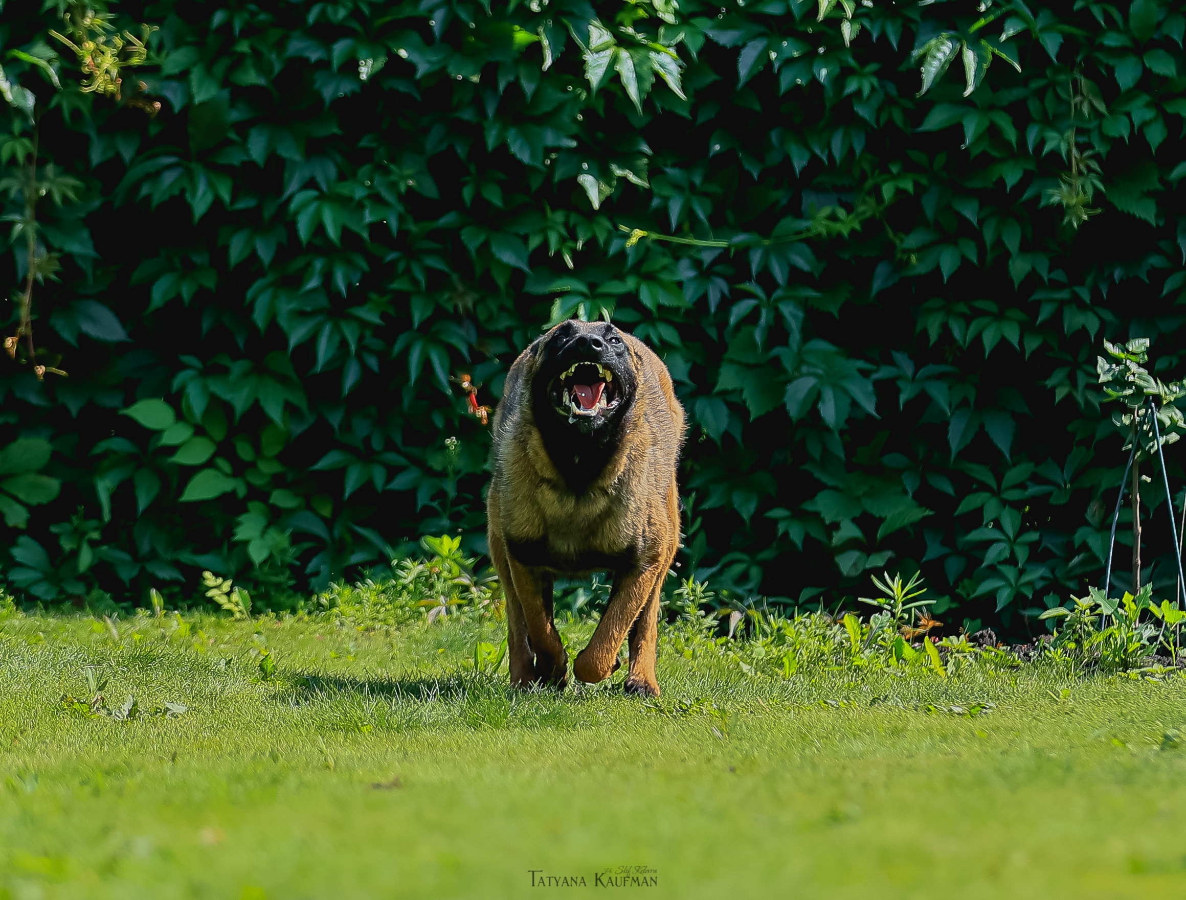 Фотосессия Малинуа. Фотограф Анималист из Новосибирска Татьяна Кауфман