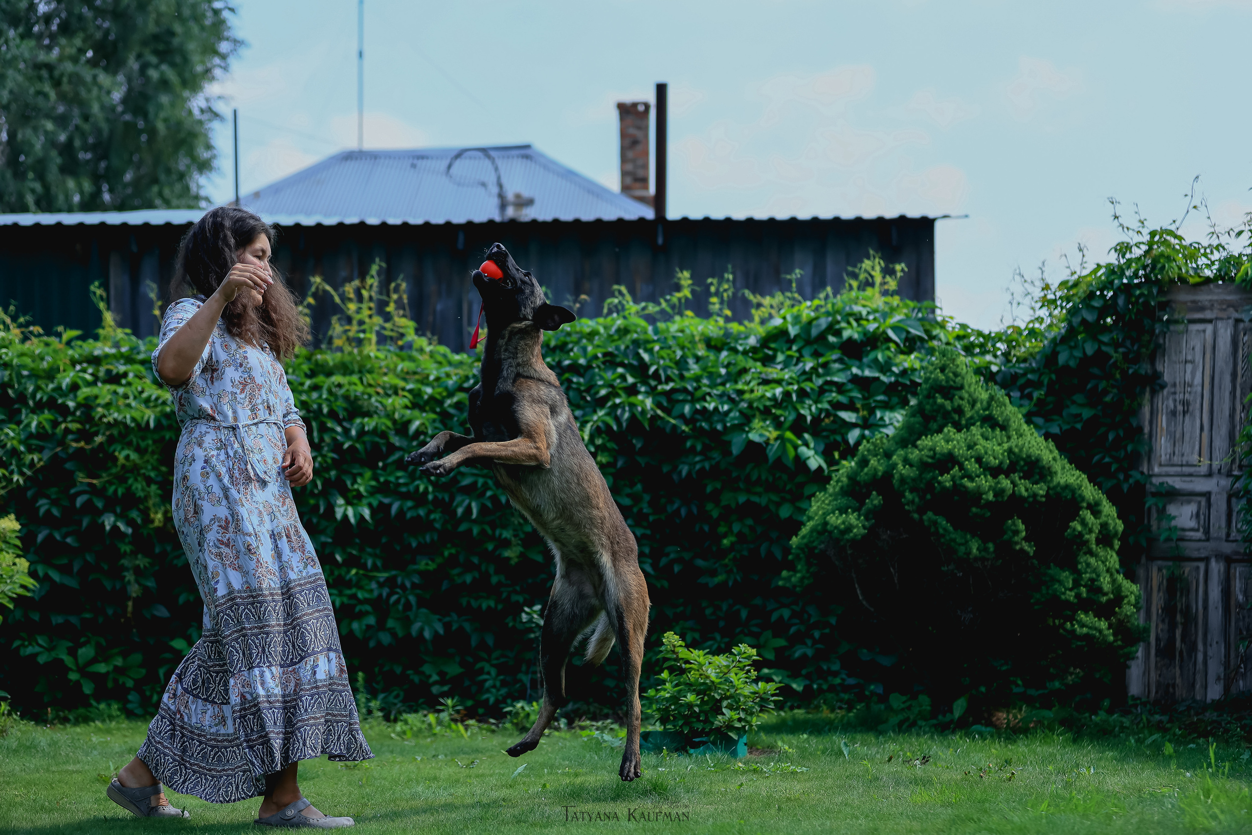 Фотосессия Малинуа. Фотограф Анималист из Новосибирска Татьяна Кауфман