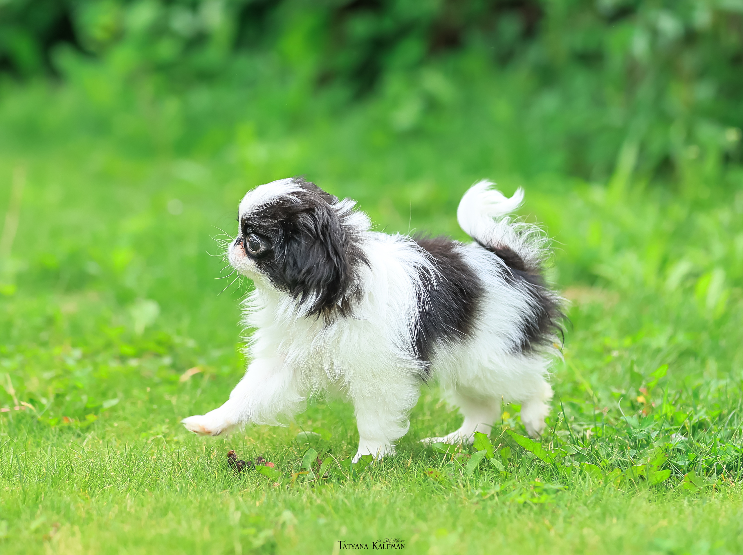 Фотосъемка японских хинов. Фотограф Анималист из Новосибирска Татьяна Кауфман