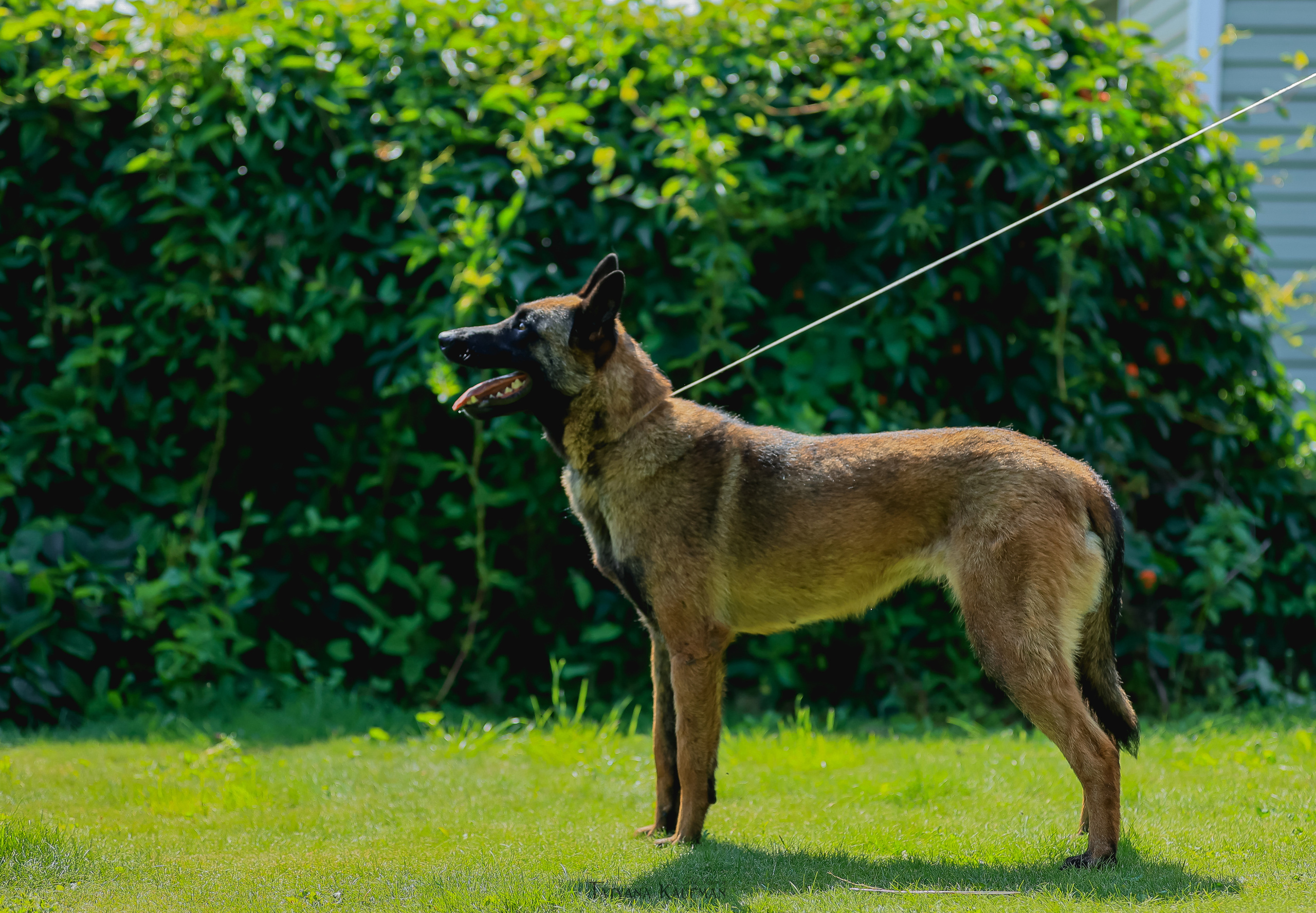 Фотосессия Малинуа. Фотограф Анималист из Новосибирска Татьяна Кауфман