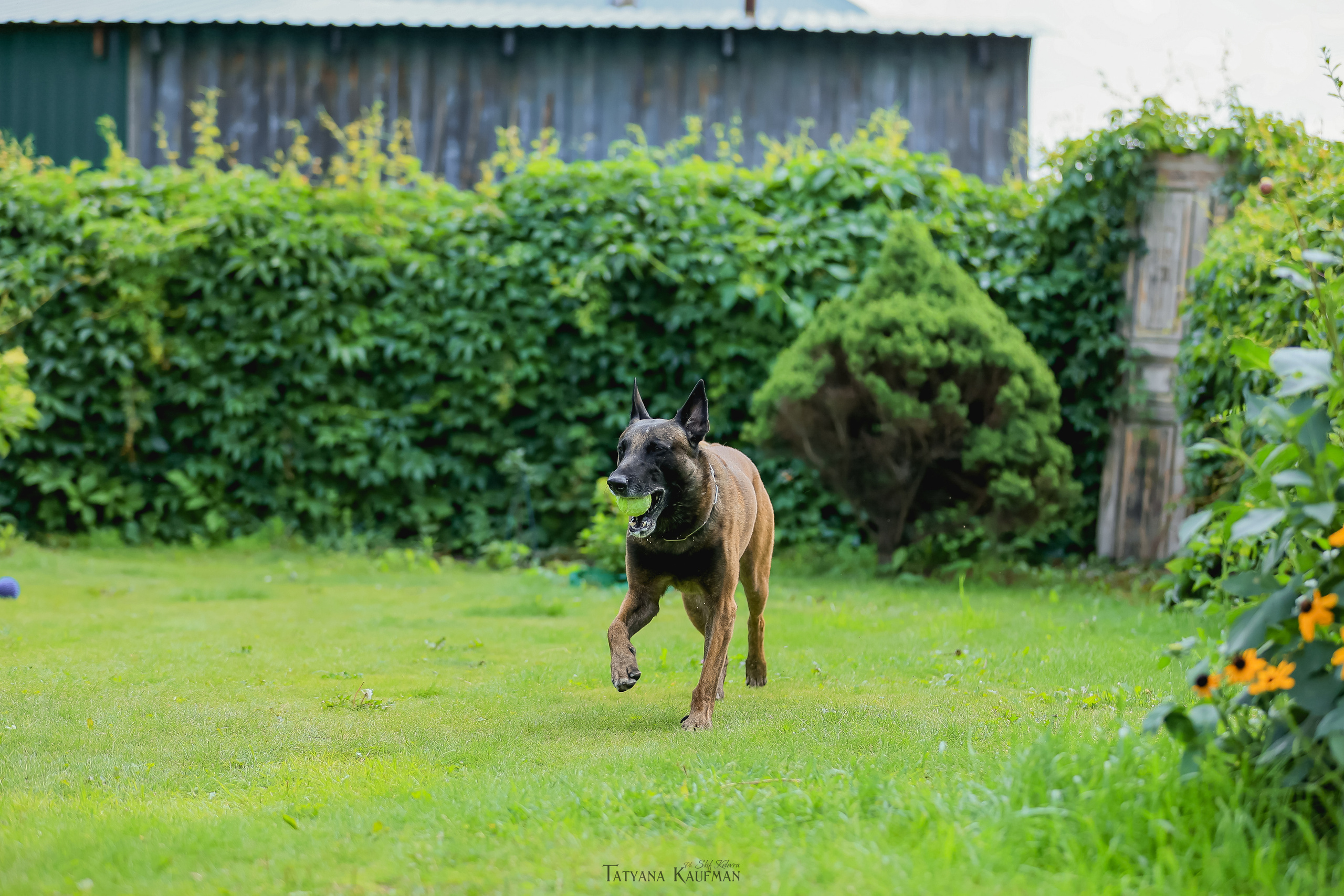 Фотосессия Малинуа. Фотограф Анималист из Новосибирска Татьяна Кауфман