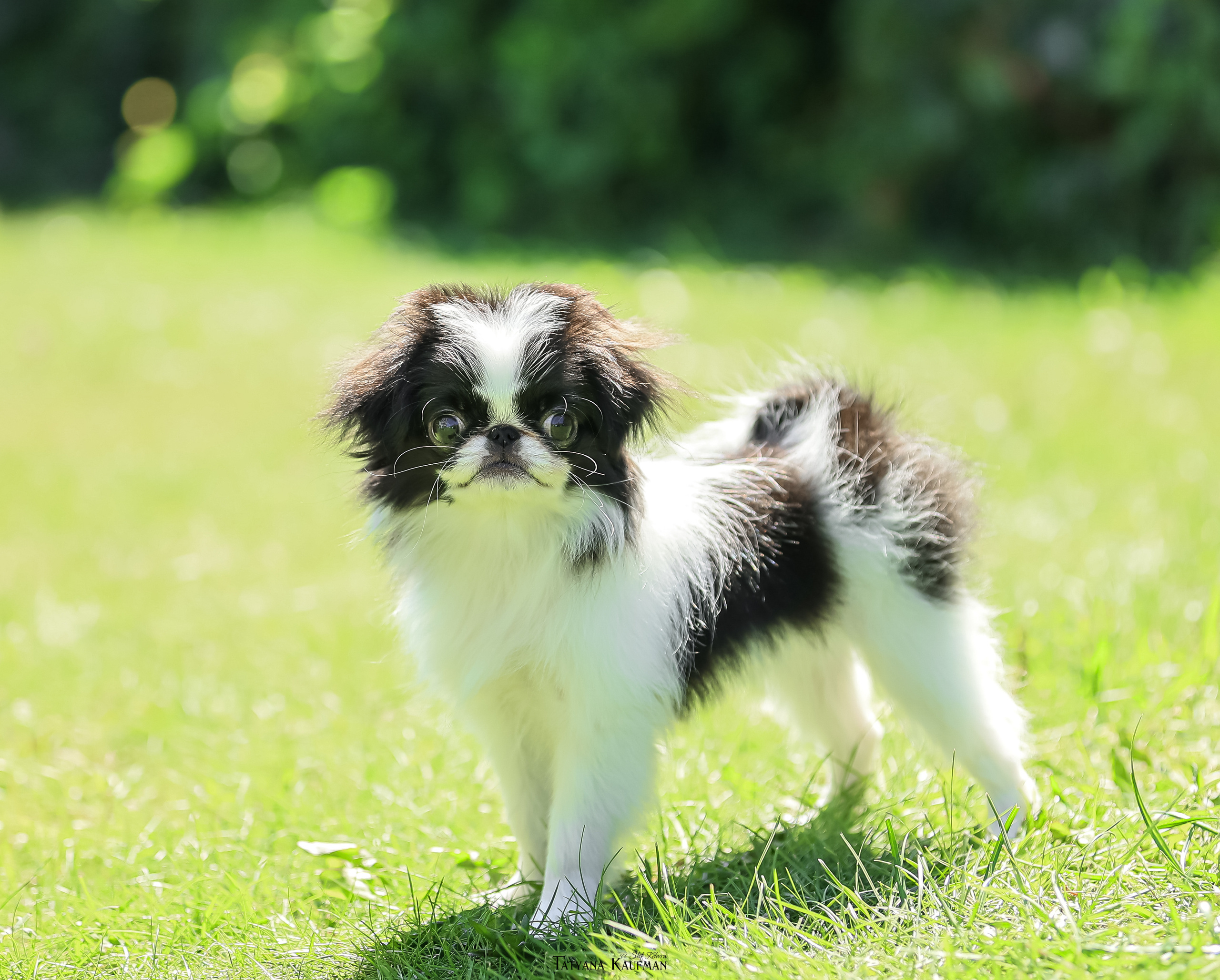 Японский хин, фотография японский хин, собака в цветах, красивая собака, фотограф анималист, фотокурс Анималистика, научиться фотографировать собак, фотограф Новосибирск