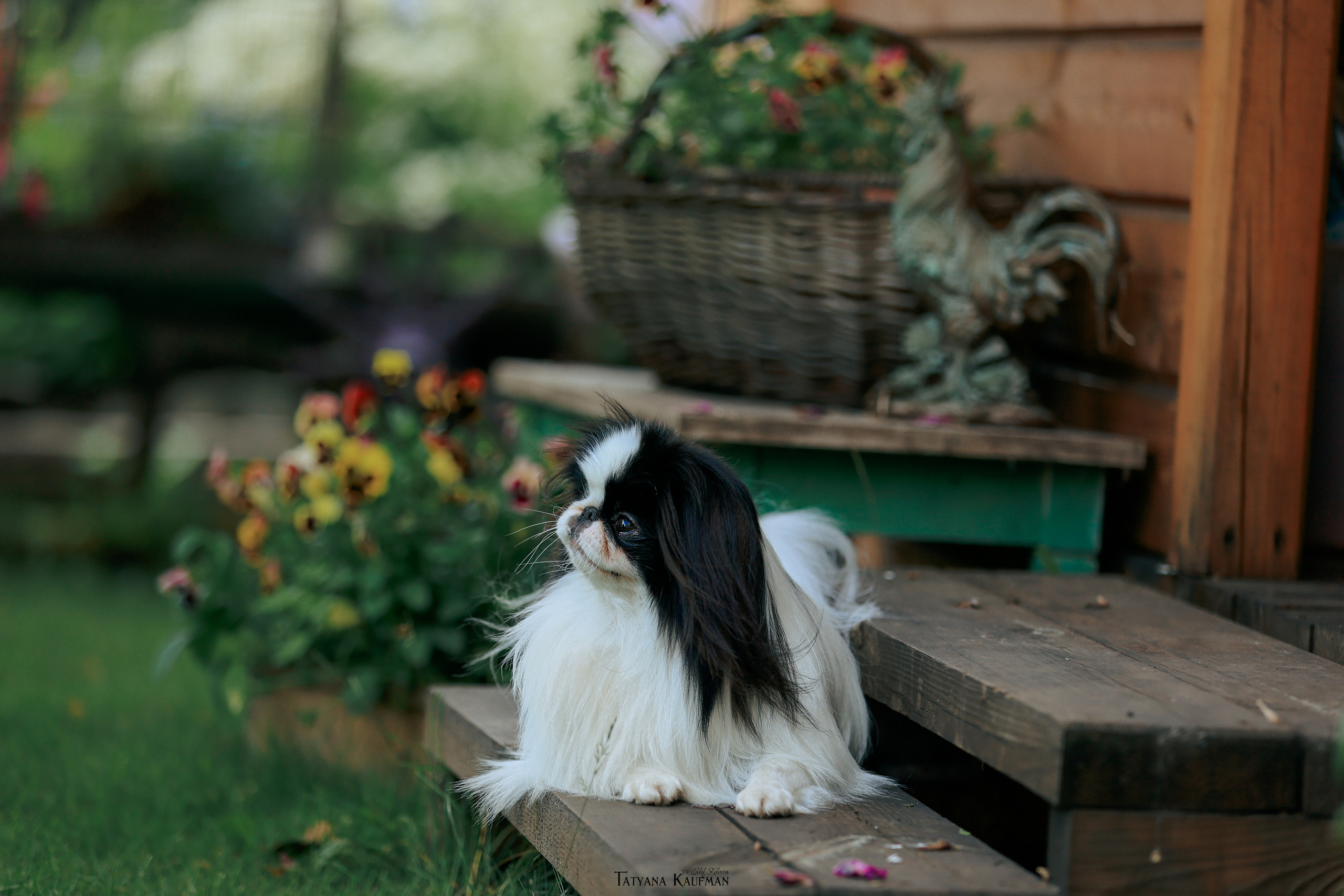 Фотосъемка японских хинов. Фотограф Анималист из Новосибирска Татьяна Кауфман