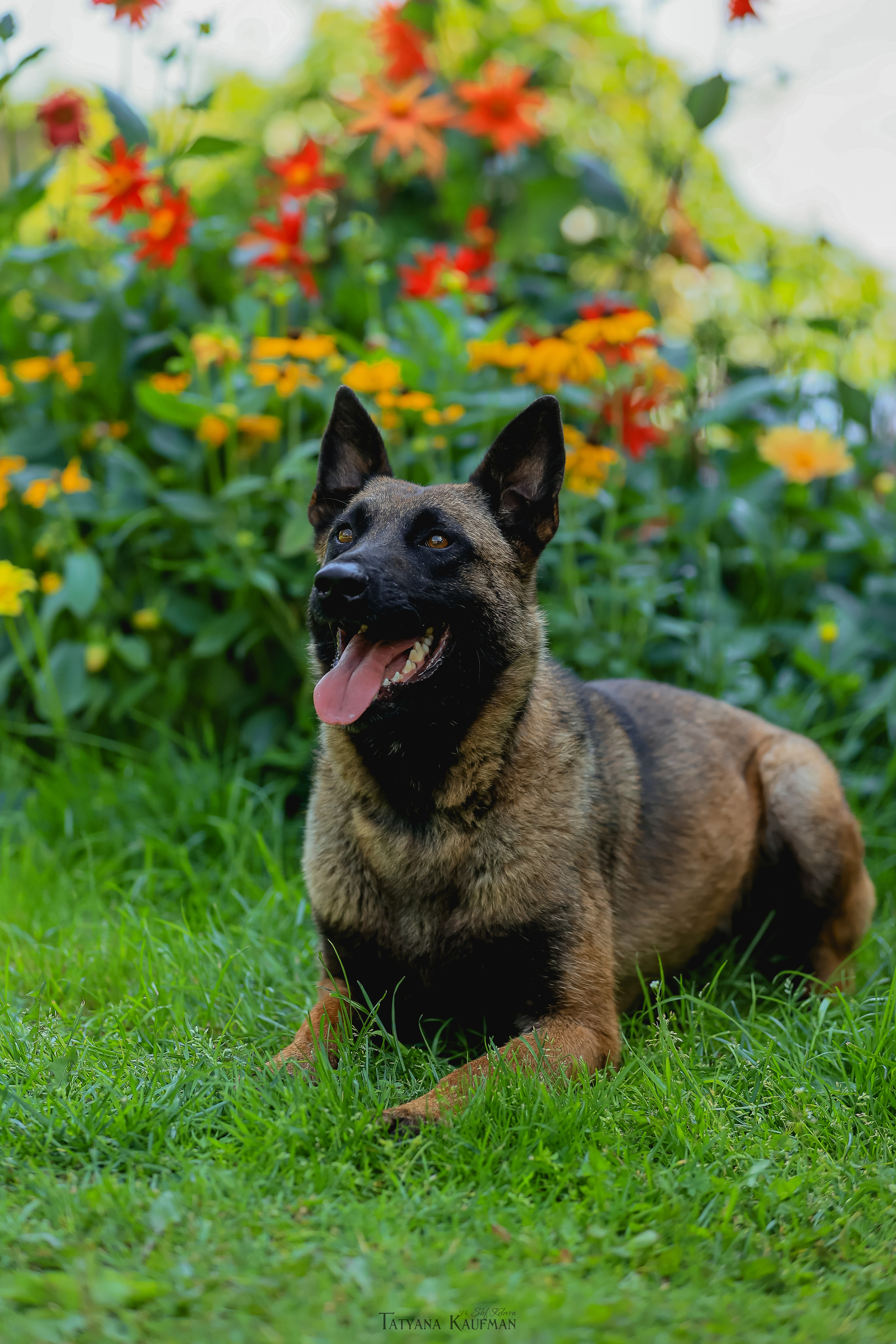 Фотосессия Малинуа. Фотограф Анималист из Новосибирска Татьяна Кауфман