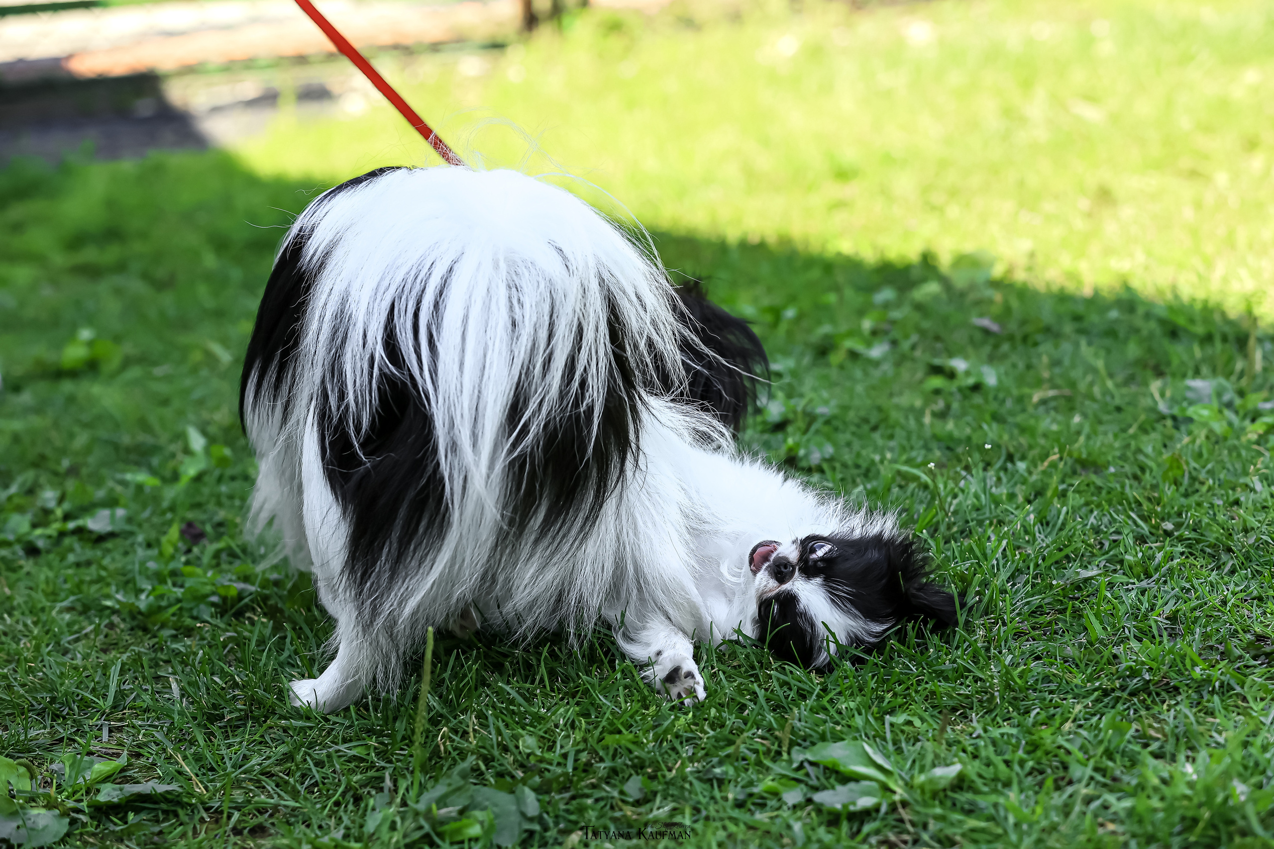 Японский хин, фотография японский хин, собака в цветах, красивая собака, фотограф анималист, фотокурс Анималистика, научиться фотографировать собак, фотограф Новосибирск
