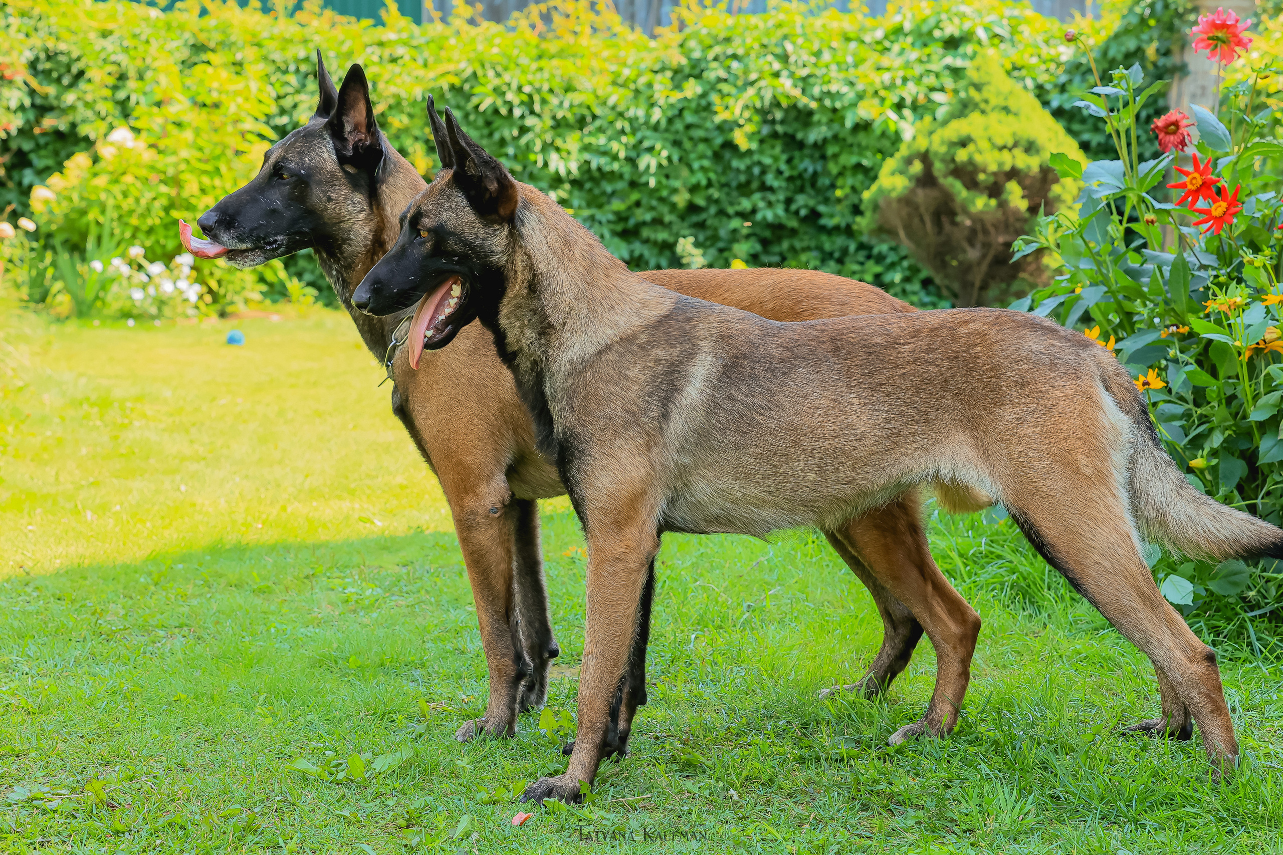 Фотосессия Малинуа. Фотограф Анималист из Новосибирска Татьяна Кауфман