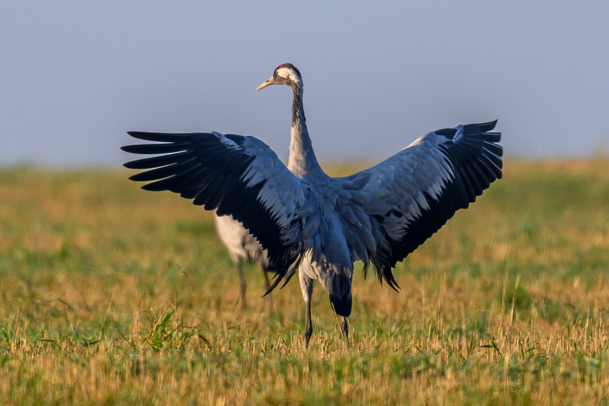 Танцы журавлей. Dances of the Cranes. Фотограф Сергей Пупонин