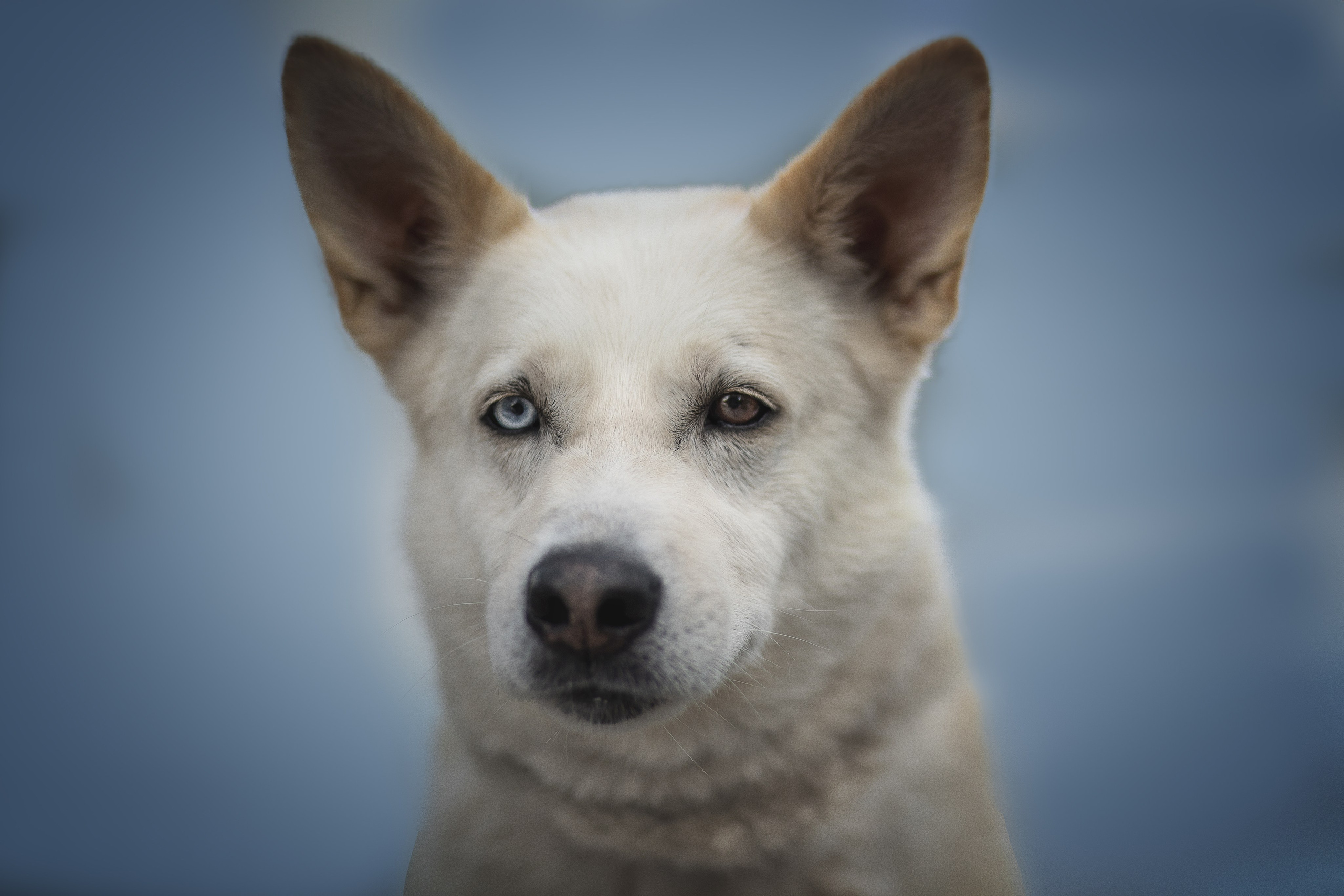 ИЩУТ ДОМ. Фотограф-анималист в Москве и Подмосковье