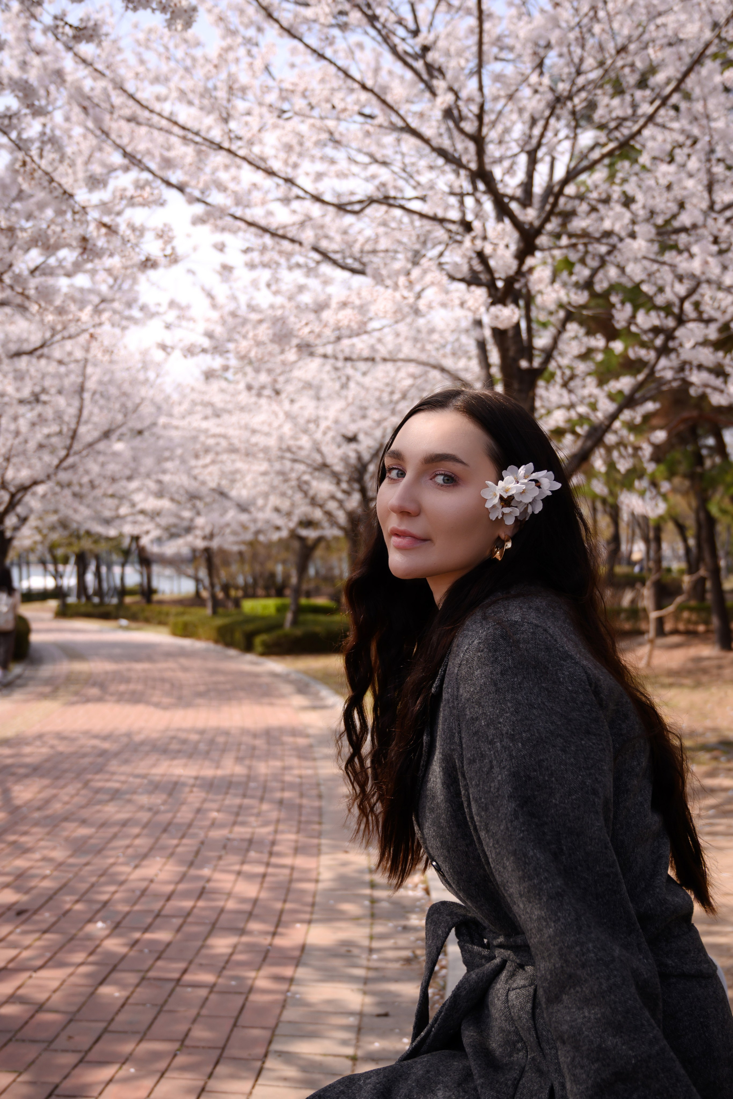 Cherry blossom photoshoot in Busan female portrait during sakura season