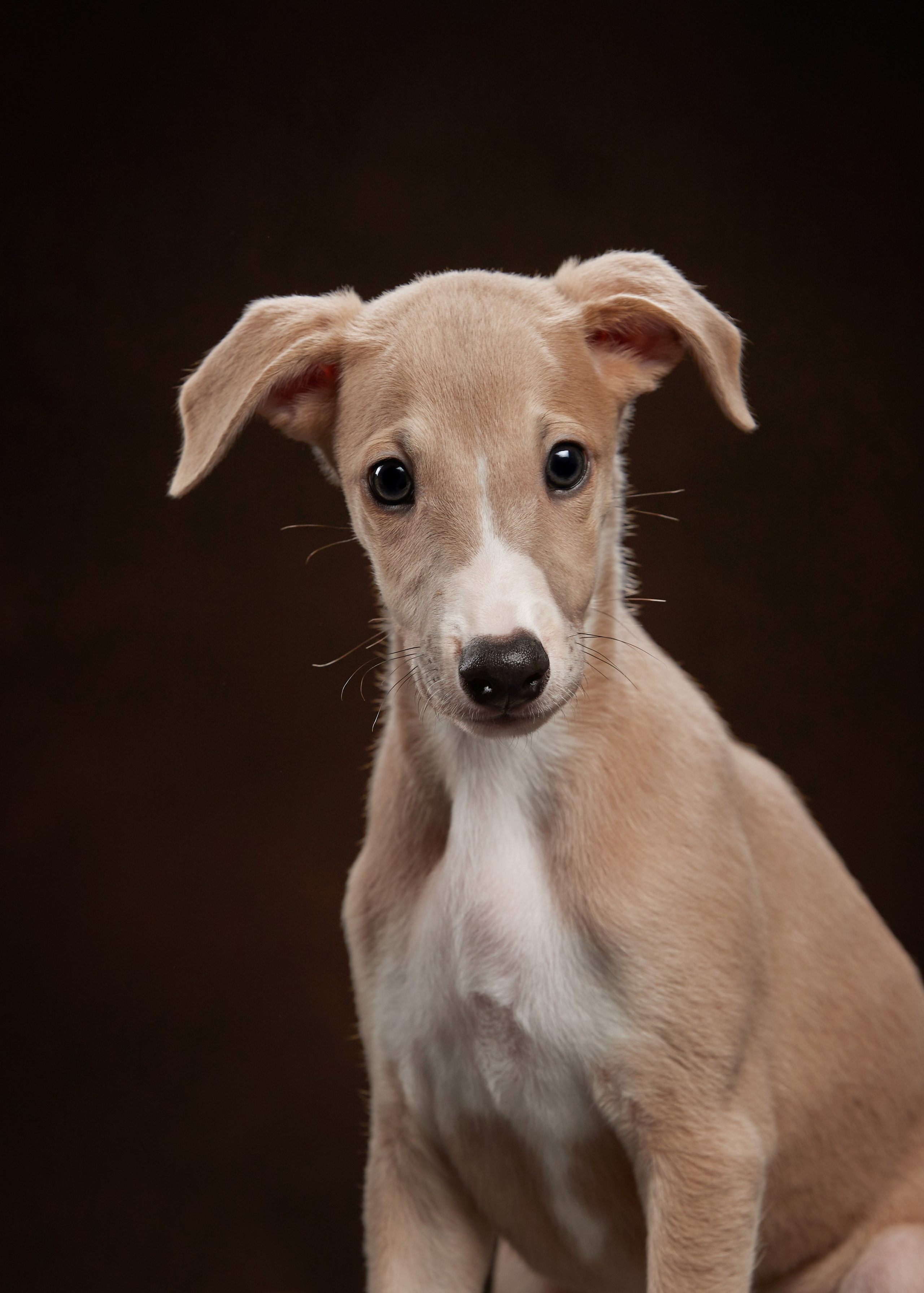 ФОТОСЪЕМКА ЩЕНКОВ НА ДОМУ. ФОТОГРАФ-АНИМАЛИСТ l LANA POLYAKOVA